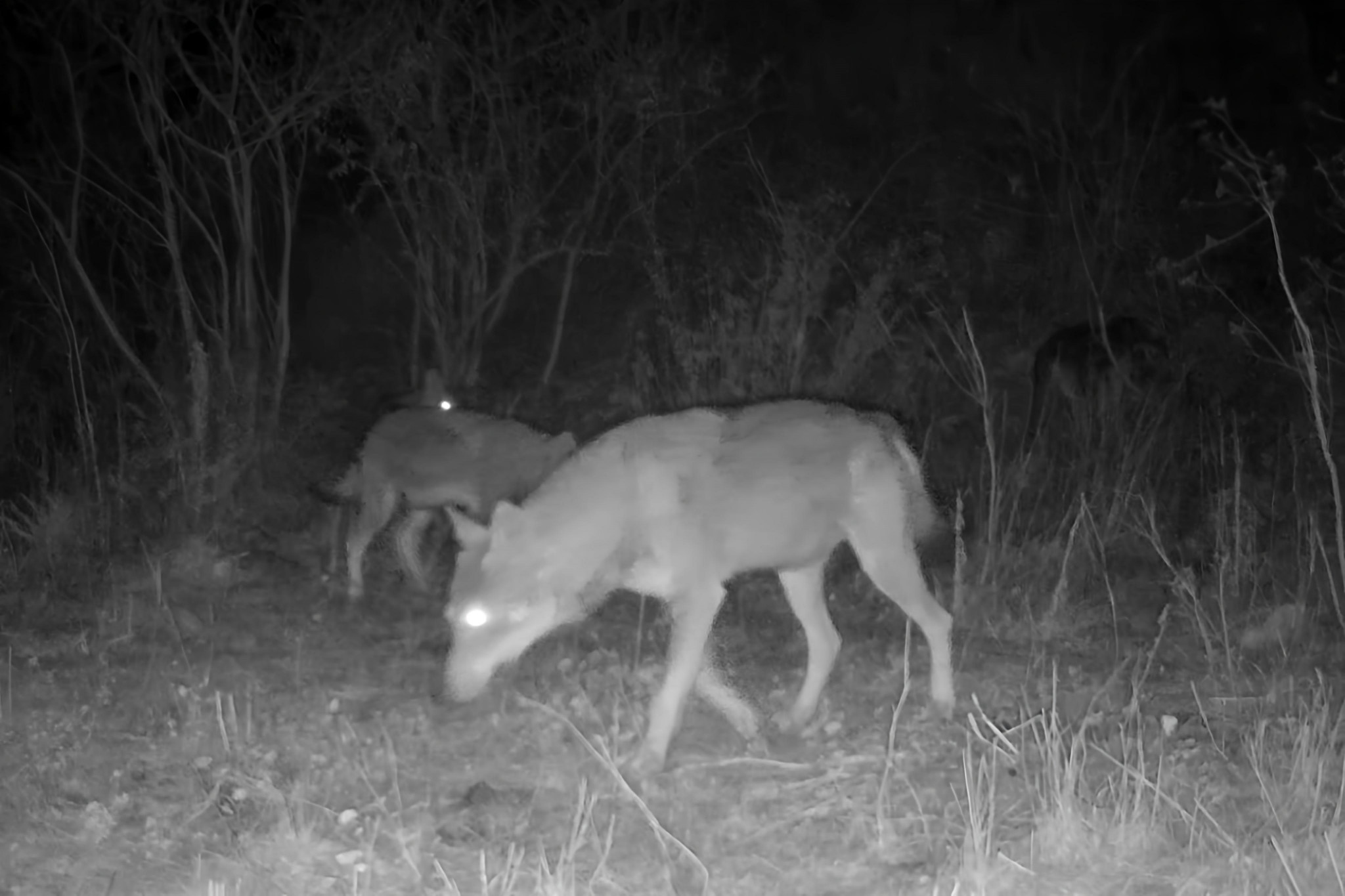 Une traque aux loups condamnée dans les calanques