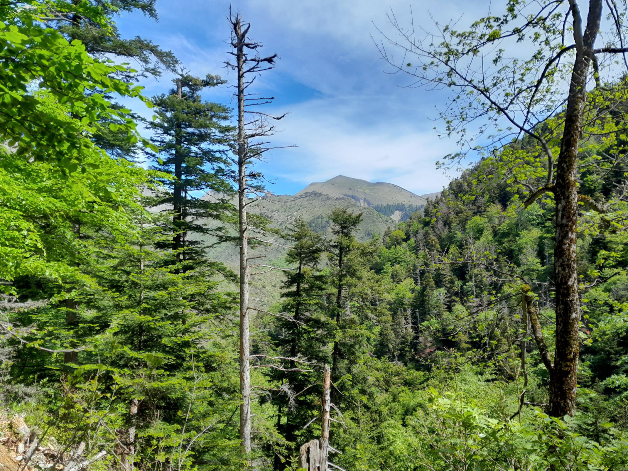 Une forêt protégée des Hautes-Alpes dévoilée au public