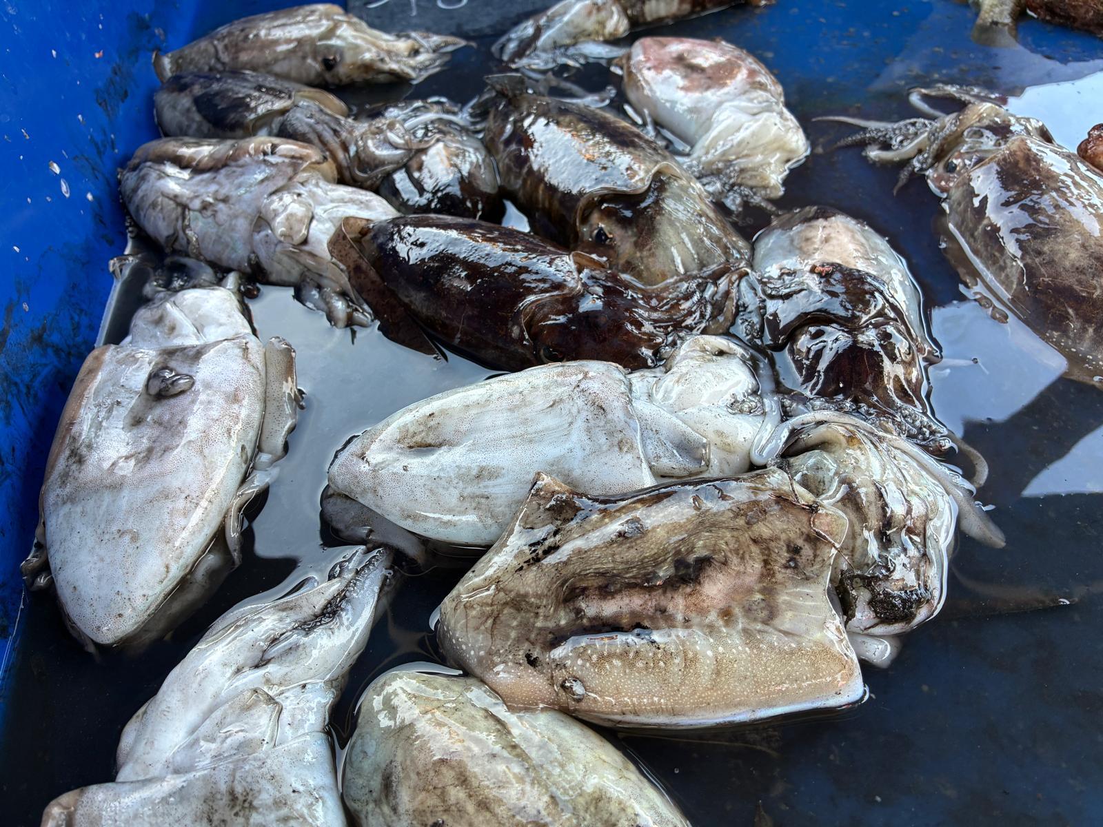[La recette du Vieux-Port] Seiche au fenouil et à la tomate