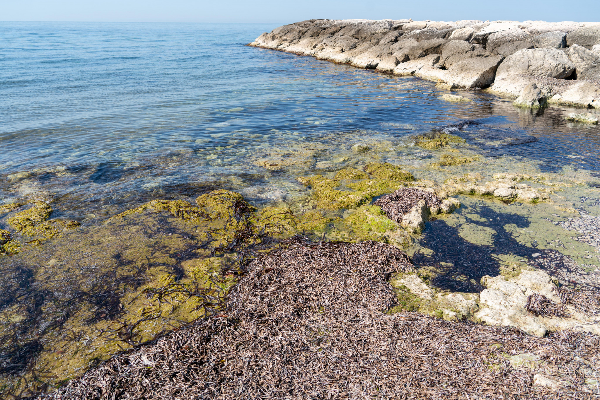 Les planctons à l’origine de la fermeture des plages de la Côte Bleue