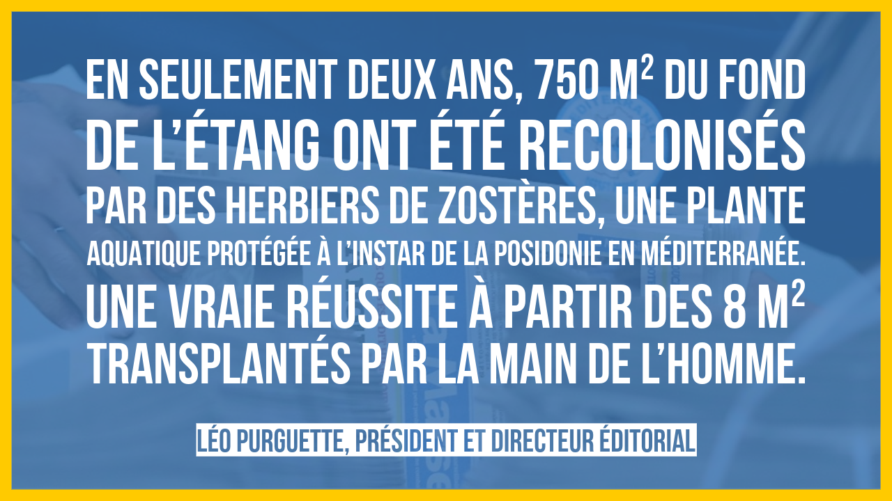 Peu à peu, l’étang reprend vie