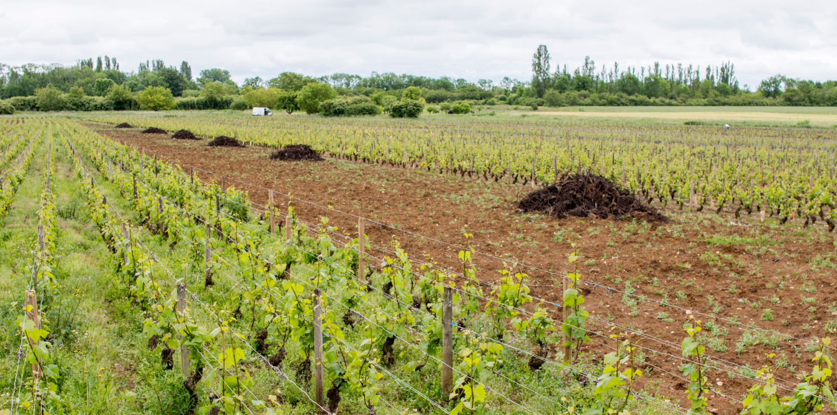 Le Modef alerte sur l’arrachage massif en Occitanie
