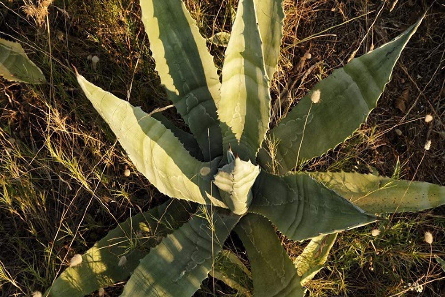 [Les espèces qui peuplent nos parcs] Dans le parc des Calanques, l’agave d’Amérique