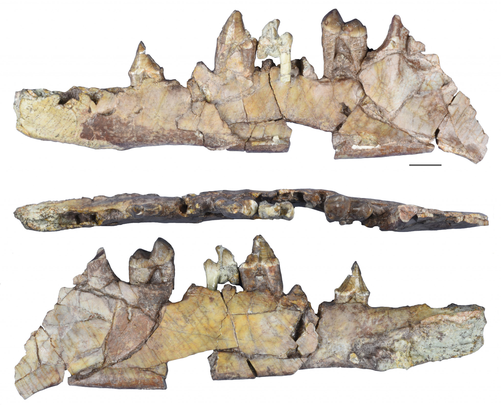 Un fossile illustre une étape clé de l’histoire des cétacés