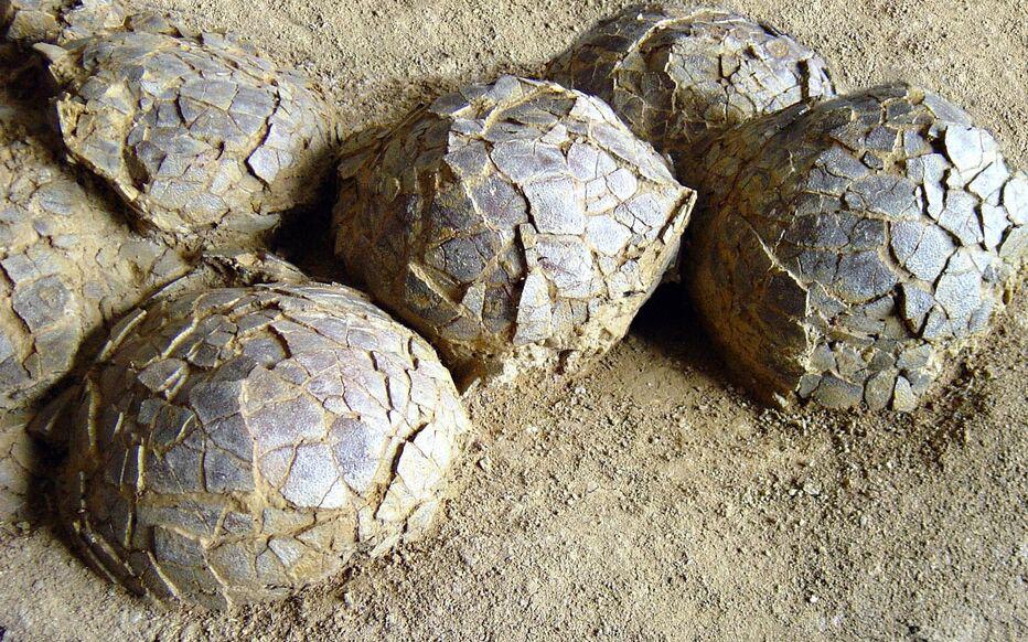 Un gisement très rare d’œufs de dinosaures