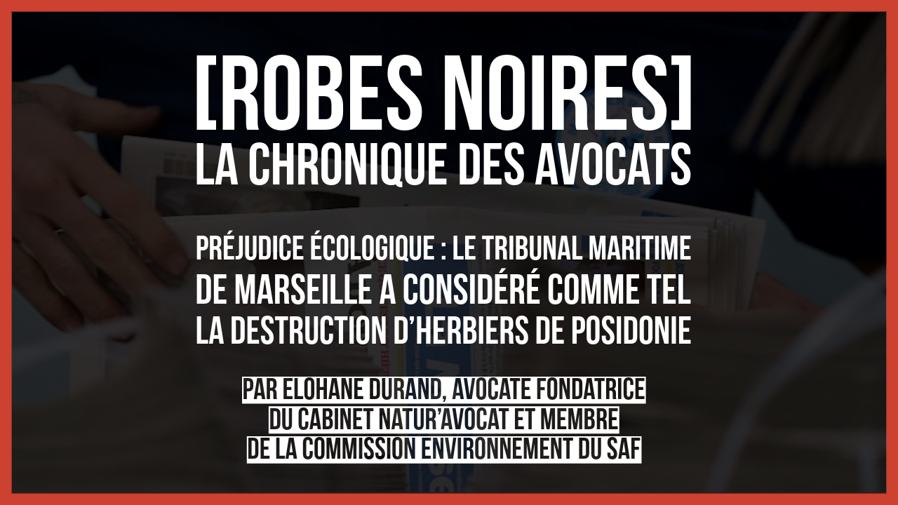 Préjudice écologique : le tribunal maritime de Marseille a considéré comme tel la destruction d’herbiers de posidonie