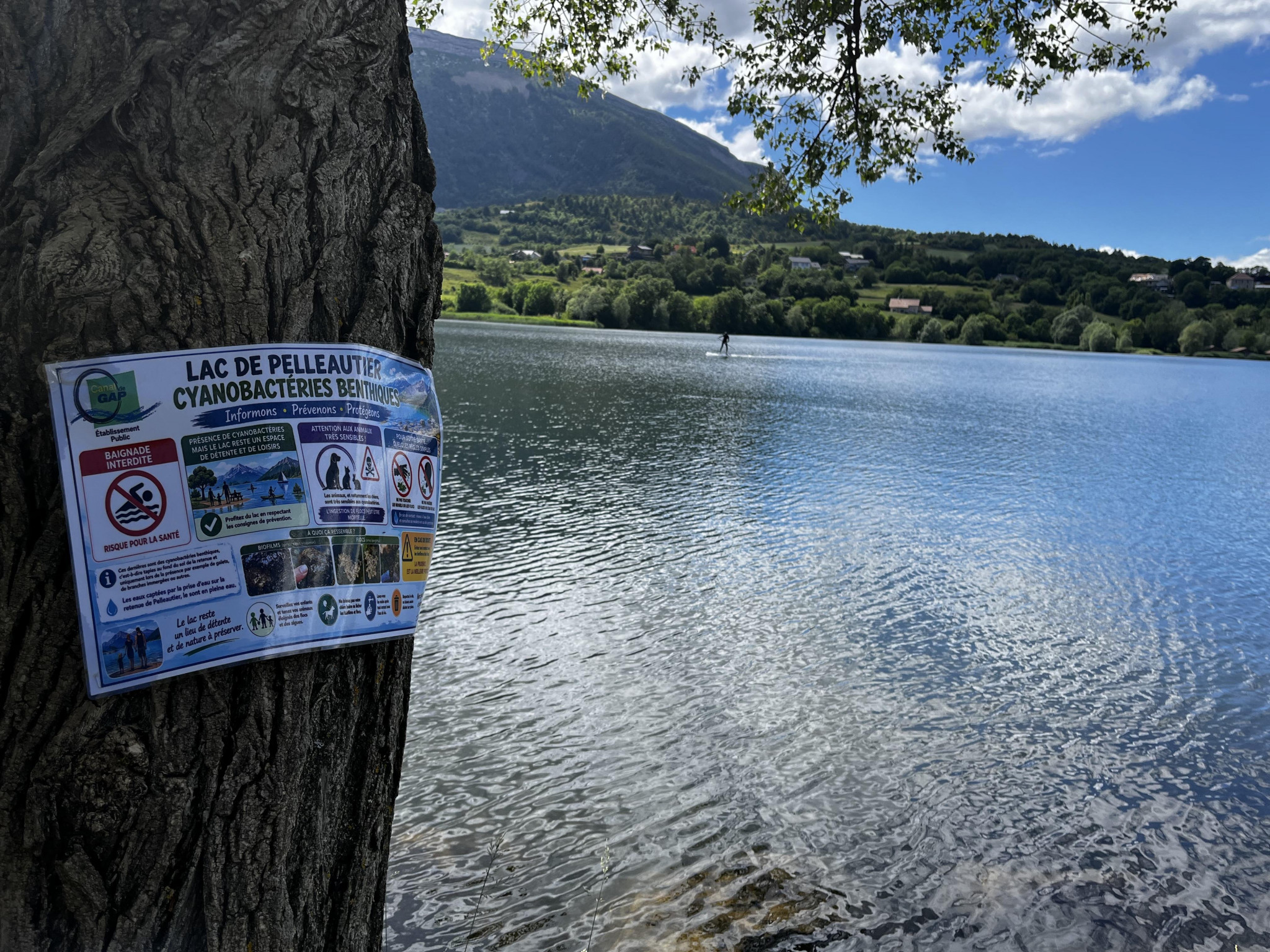 Chiens intoxiqués au lac : la cyanobactérie hautement suspectée