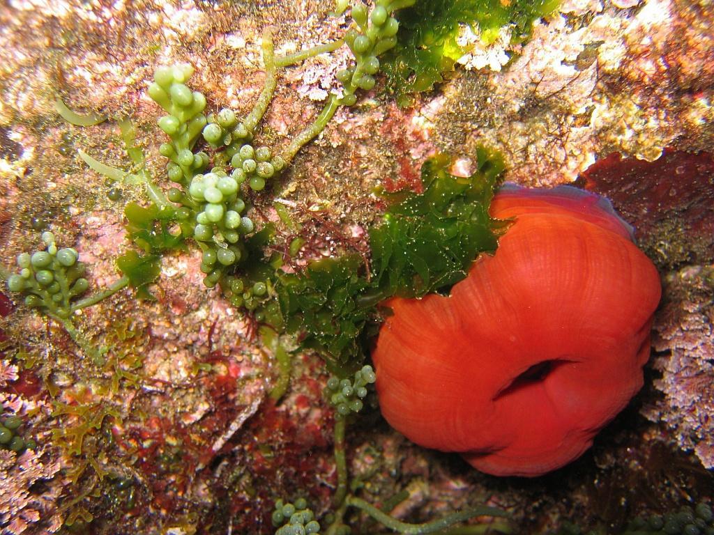 [Les espèces qui peuplent nos parcs] Parc National de Port-Cros : l’actinie rouge