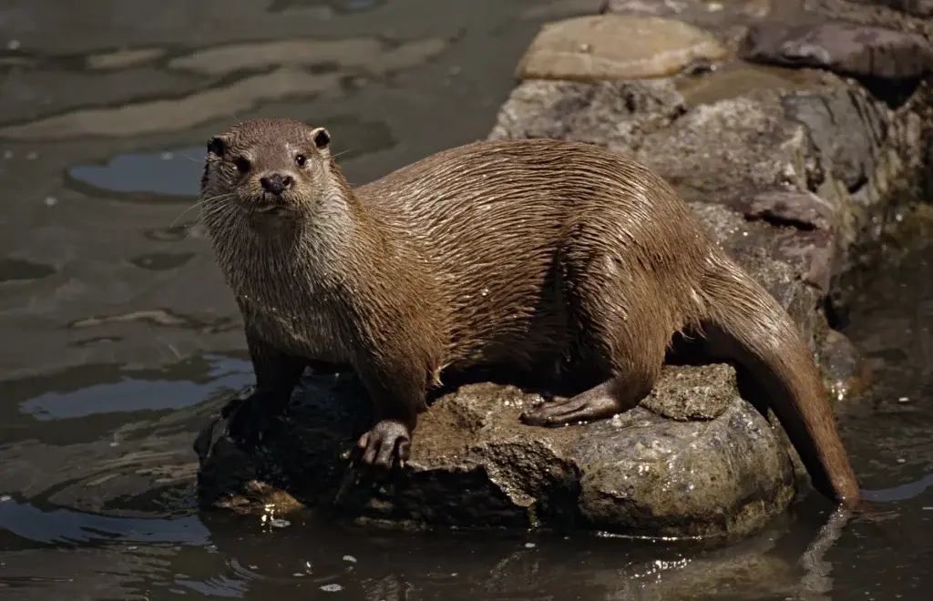 La loutre officiellement de retour dans le Buëch