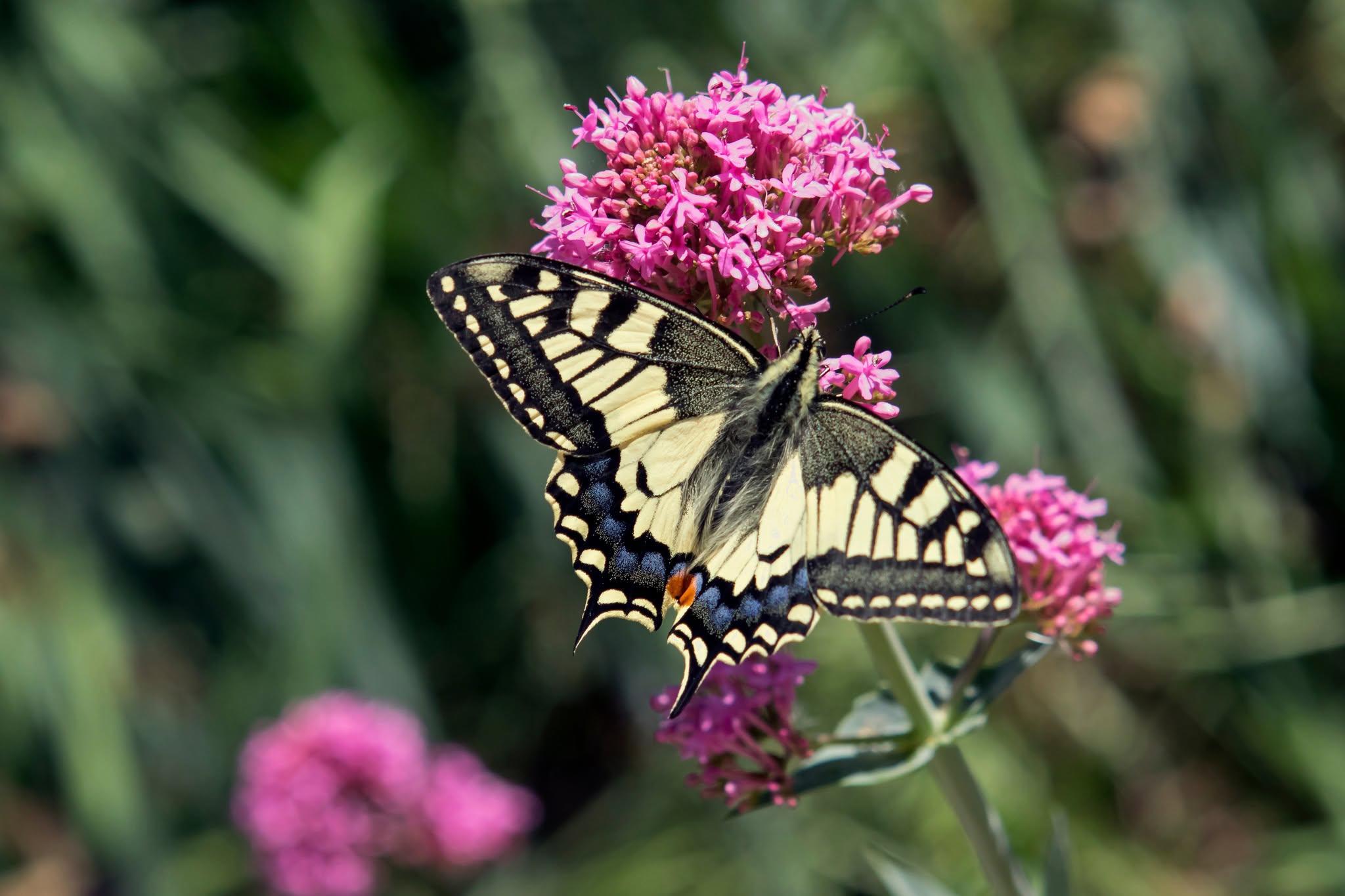 [C’est l’été] En balade au jardin à papillons de La Celle