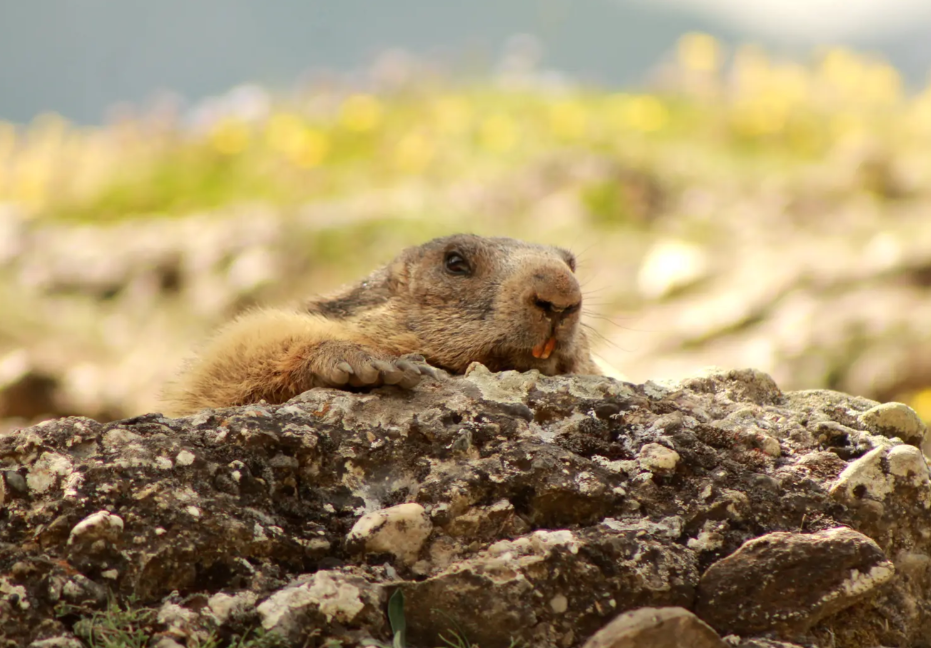 [C’est l’été] Le sentier des marmottes à Eygliers