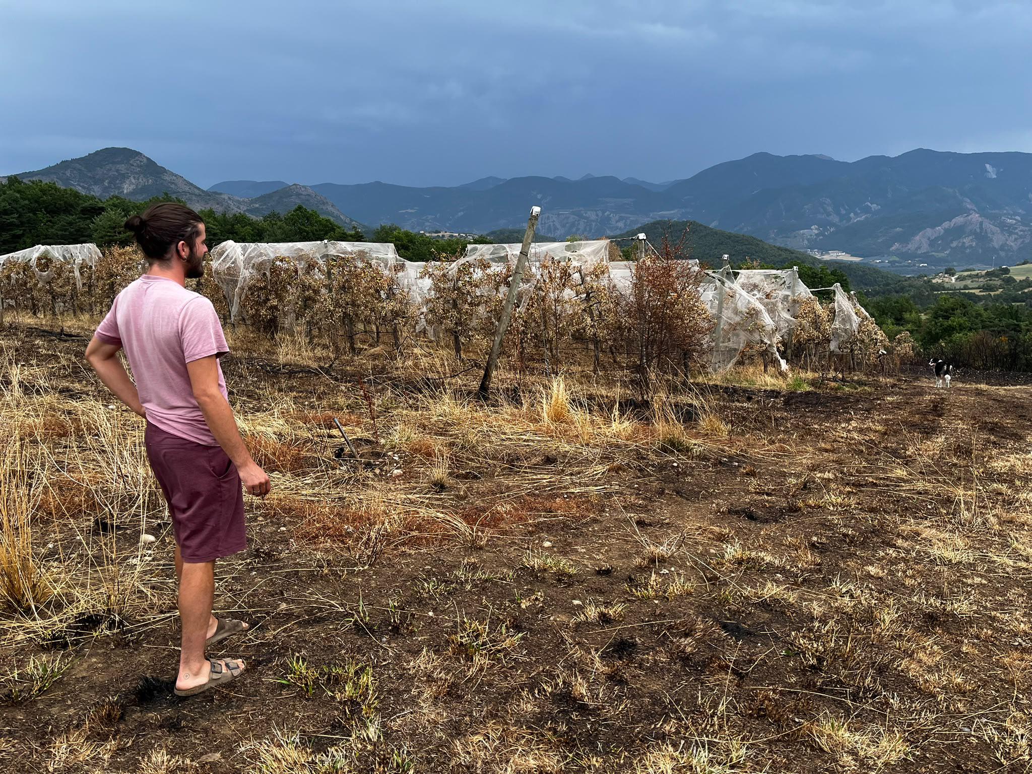 Agriculture : les impacts en cascade des canicules dans les Hautes-Alpes