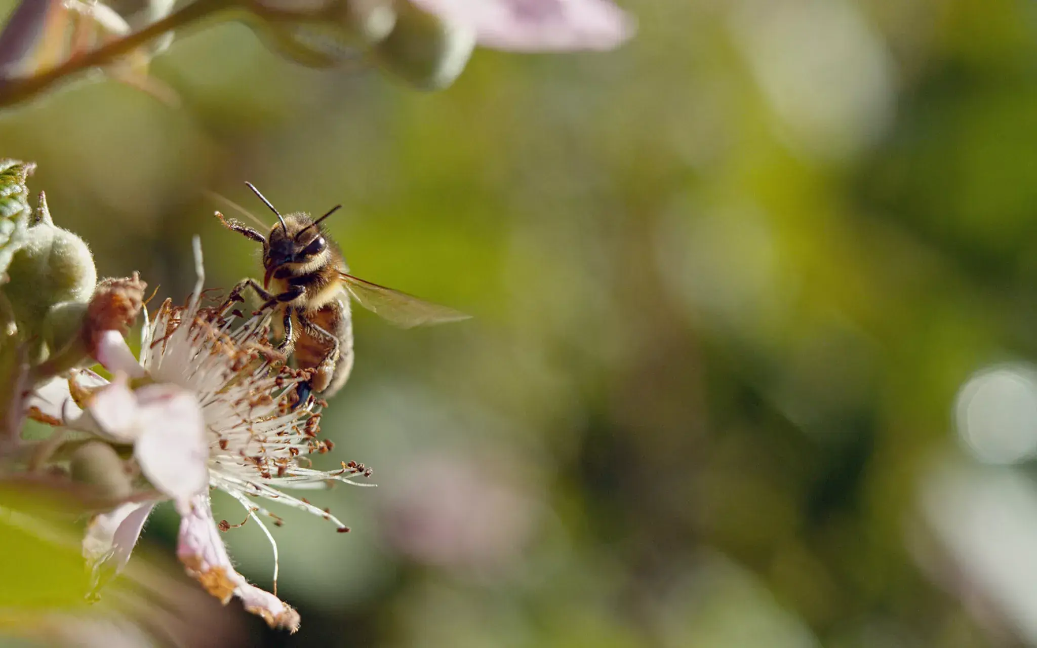 [C’est l’été] La nature fait son show à La Celle