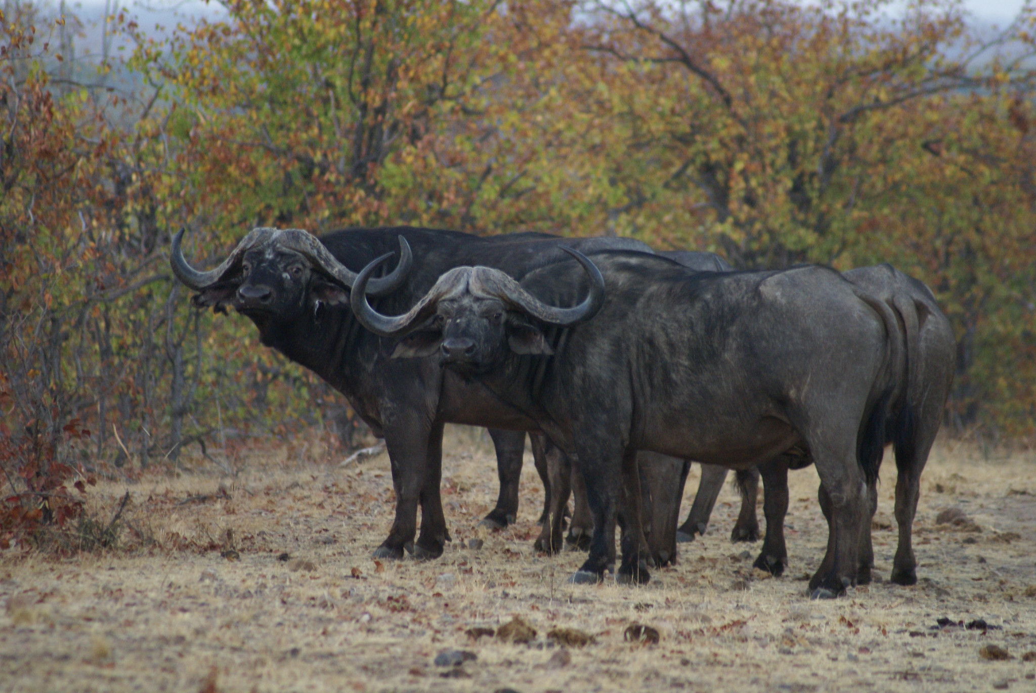 [Science] Un documentaire permet d’identifier le plus gros troupeau de buffles