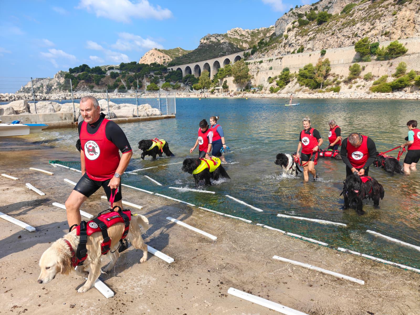 Marseille, avec les Terre-neuve sauveteurs aquatiques