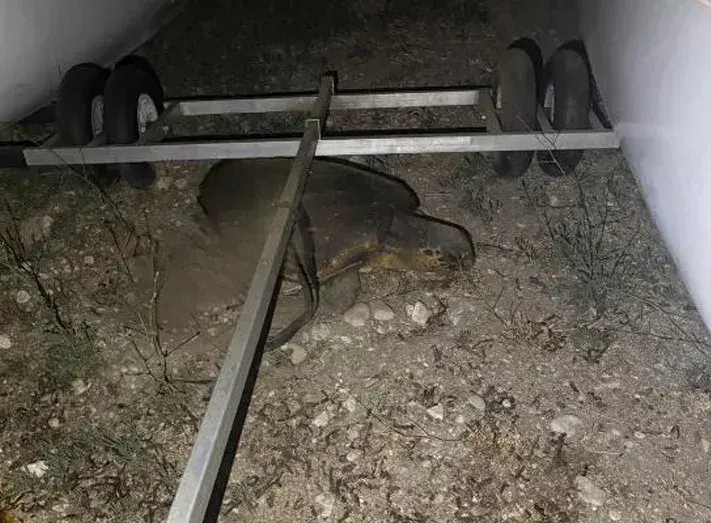 Une tortue caouanne a pondu sur une plage du Mourillon à Toulon