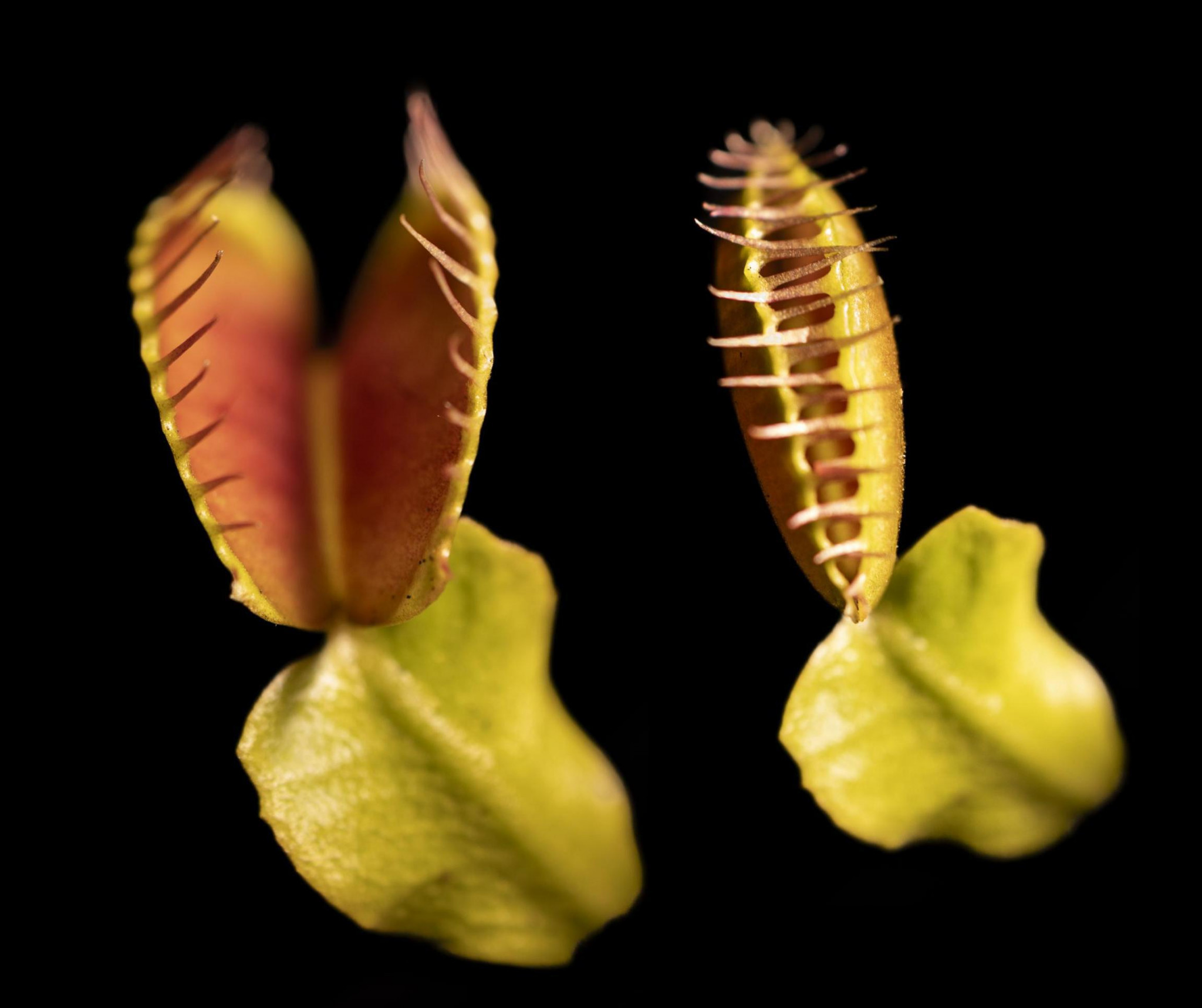 [Science] Le mouvement ultra-rapide d’une célèbre plante carnivore décrypté