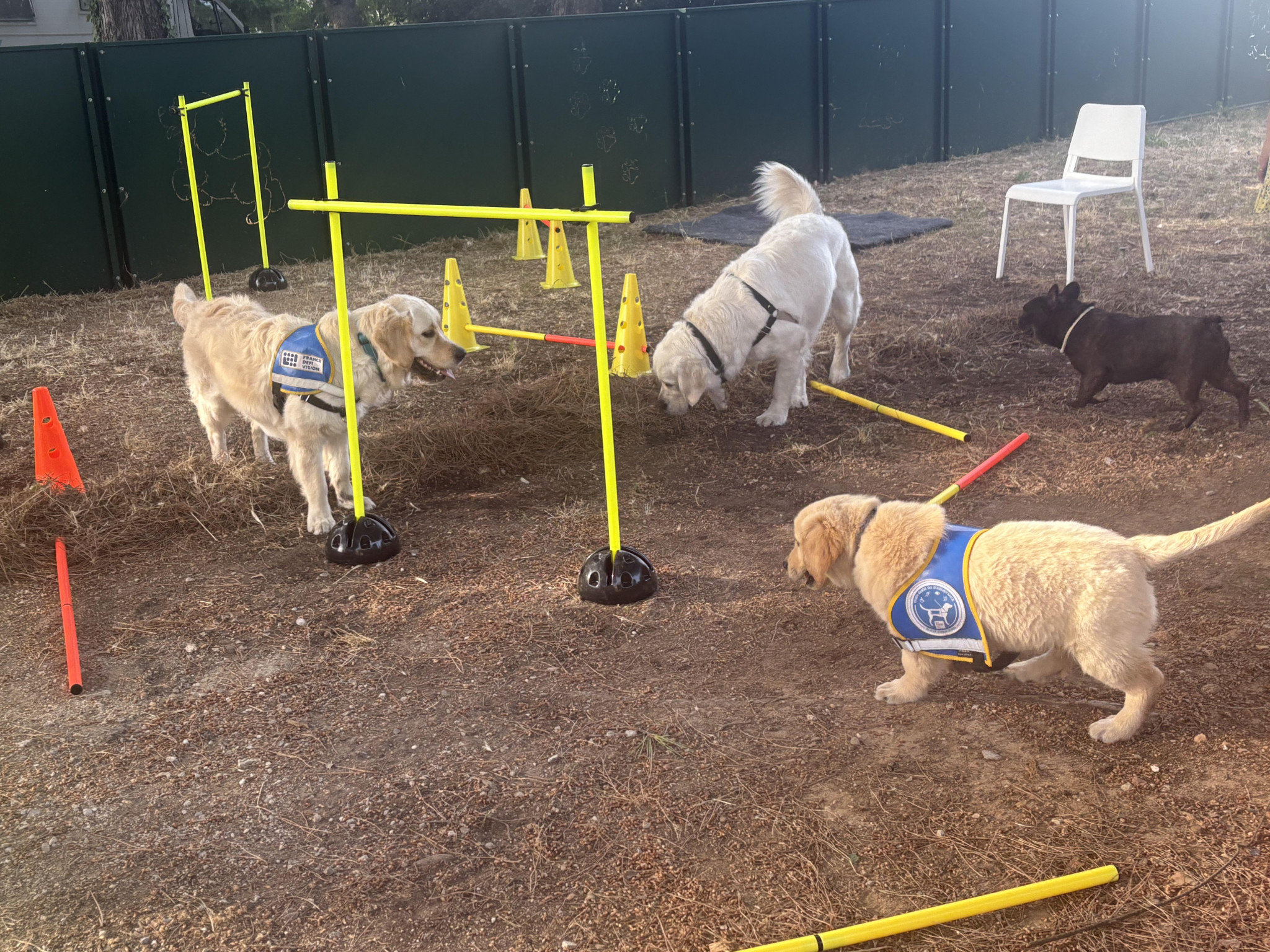 La première école de chiens guides et d’assistance à Montpellier