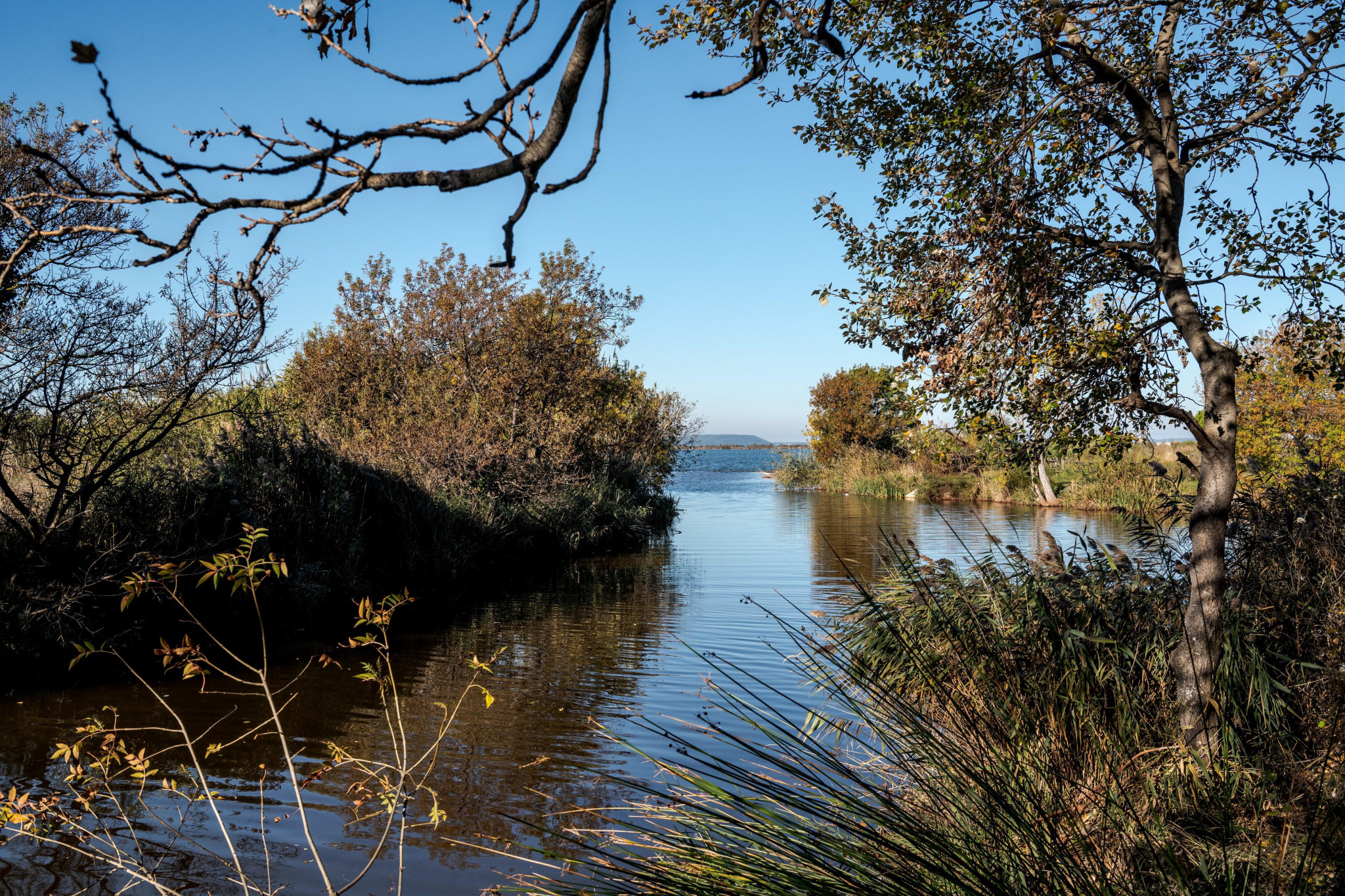 Aménager les rivières pour sauver les anguilles à Marignane