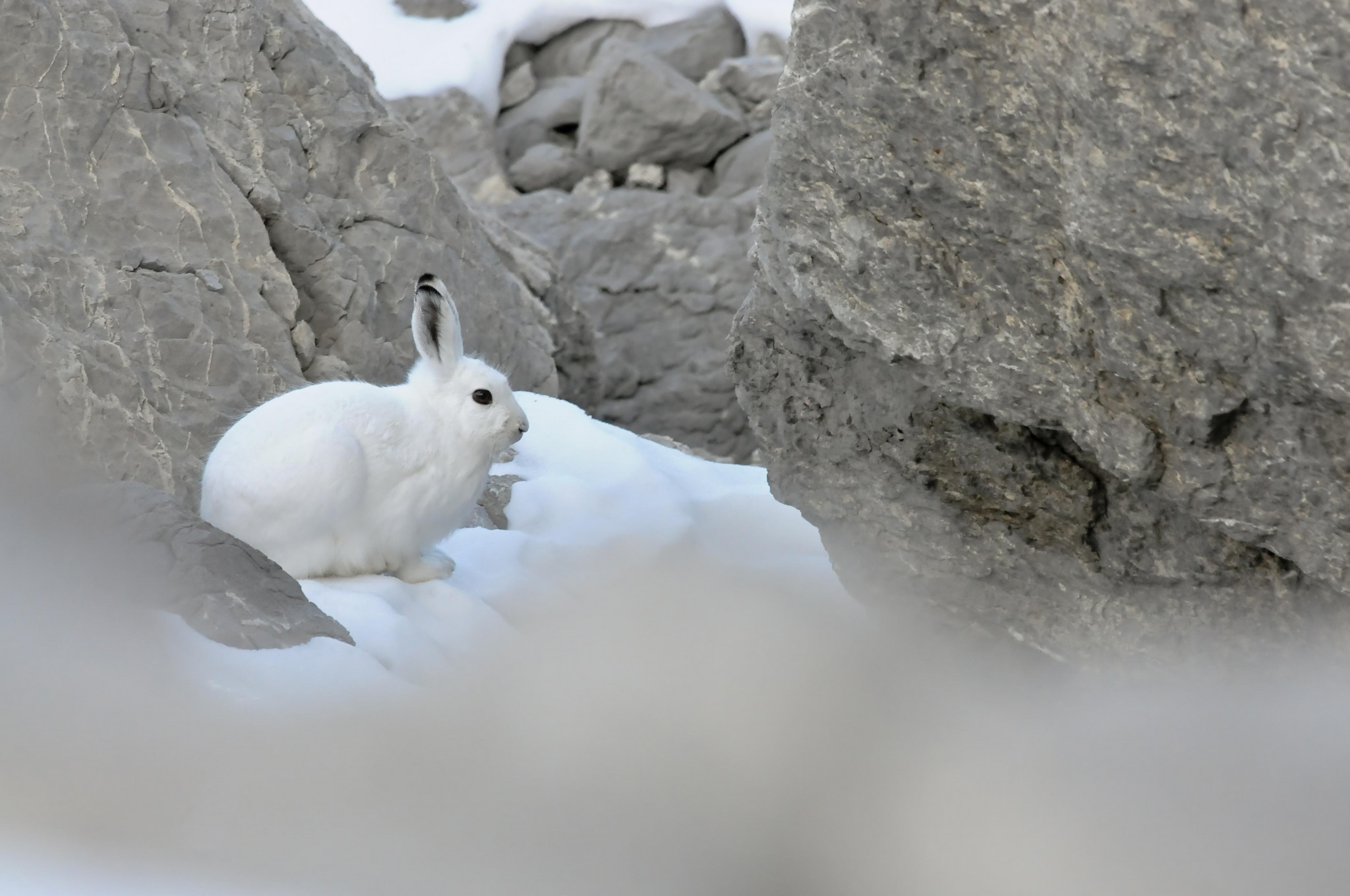 [Biodiversité] L’étau se resserre sur le lièvre variable alpin