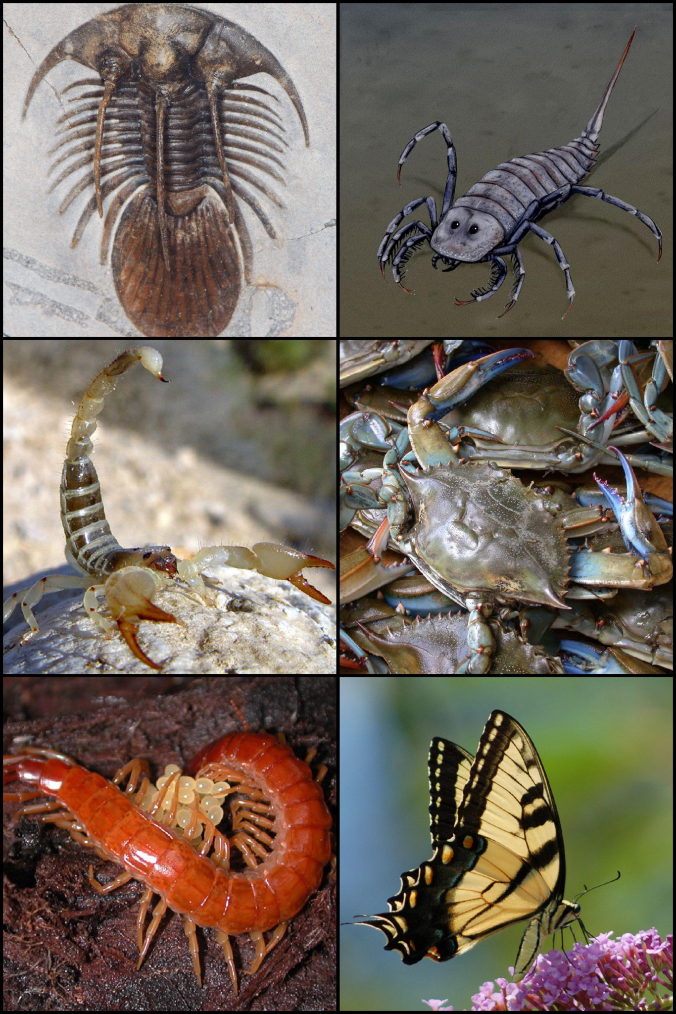 [C’est l’été] Les arthropodes à Aubignan
