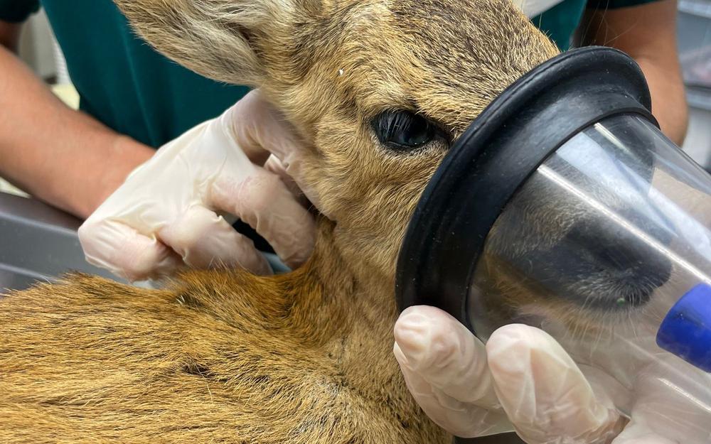 Quand les animaux sauvages paientle prix du dérèglement climatique
