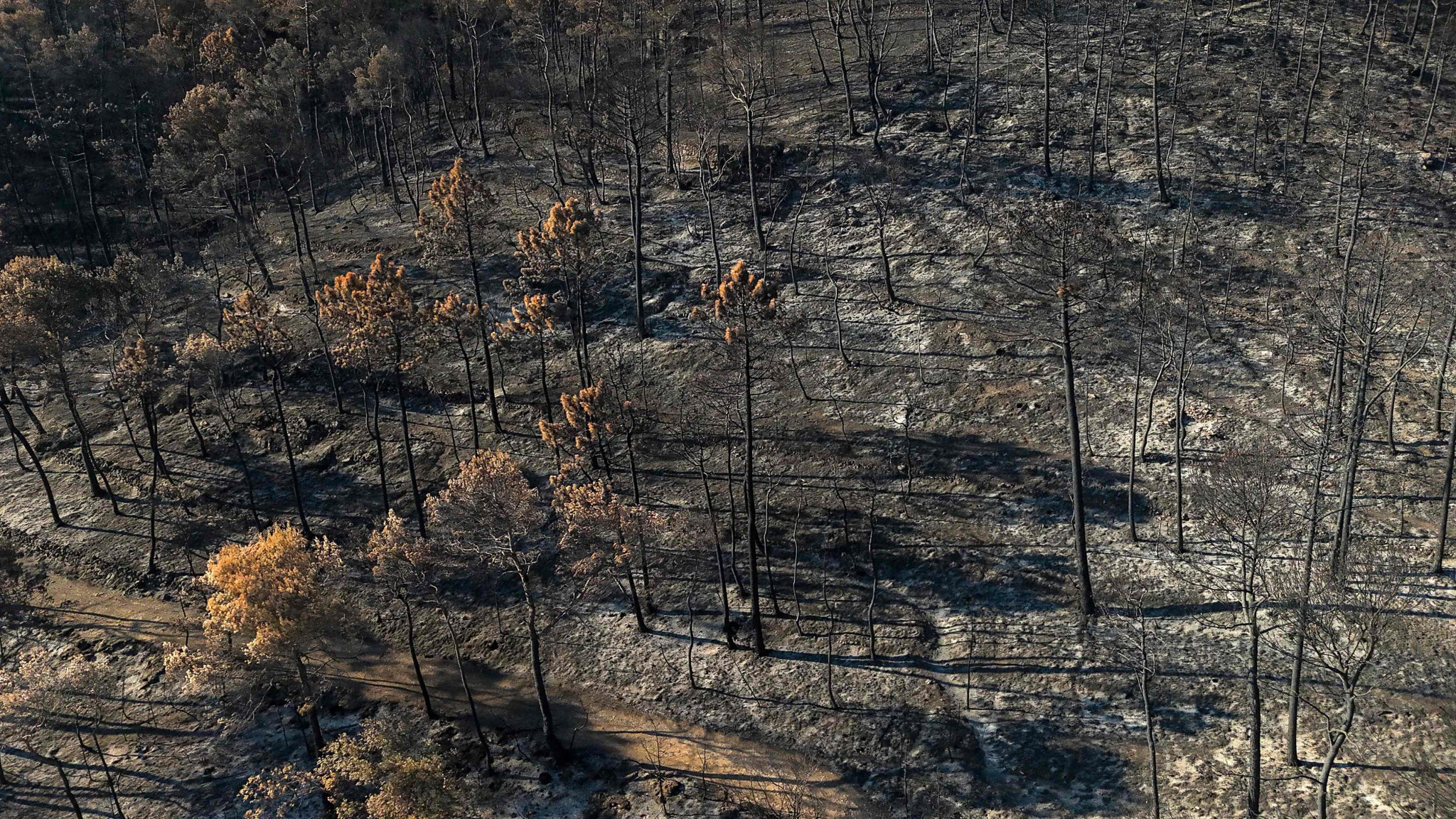 Interdire la chasse dans le Var pour renaturer après les feux