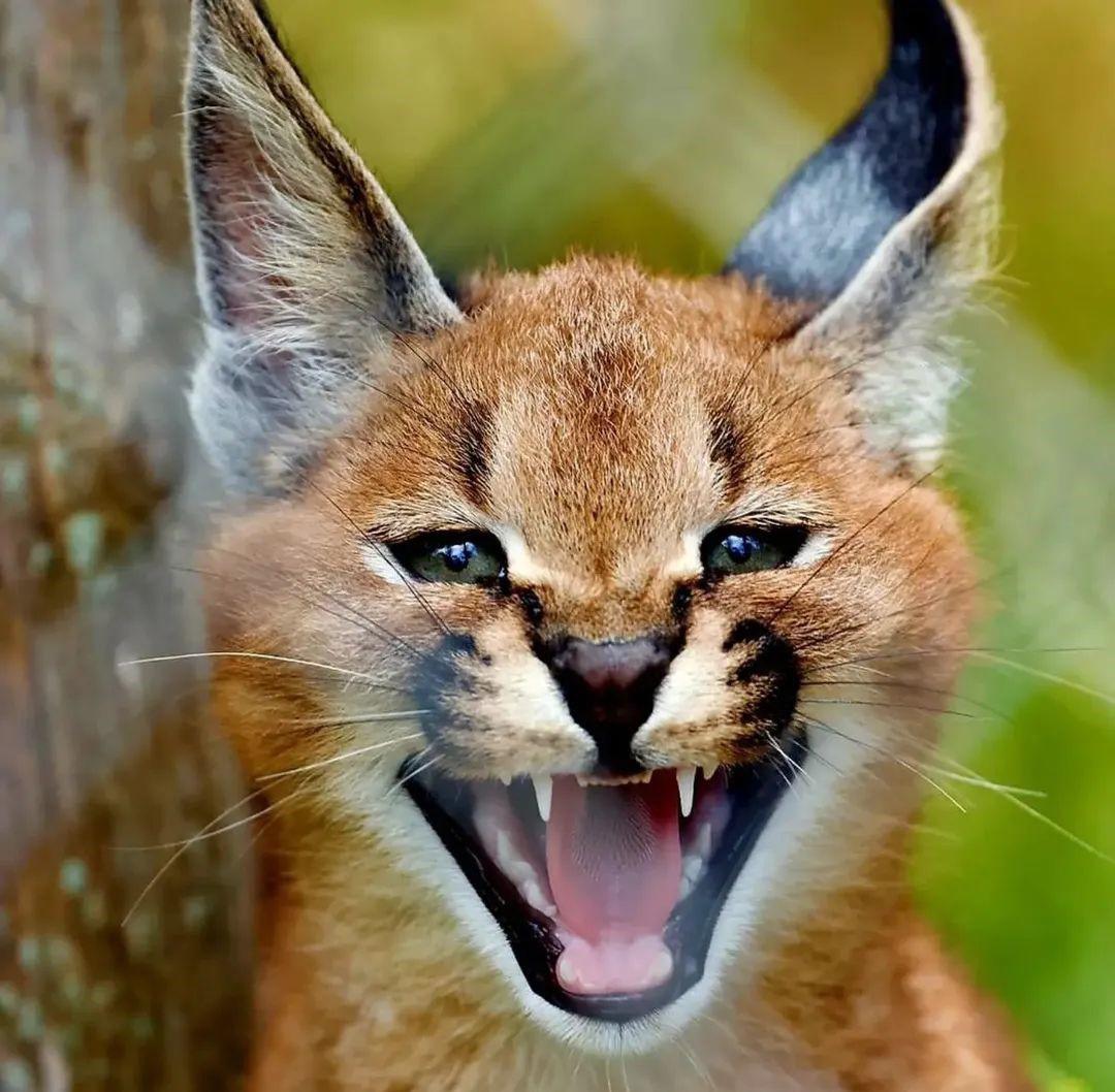 Deux bébés caracals, la fierté du zoo de Toulon