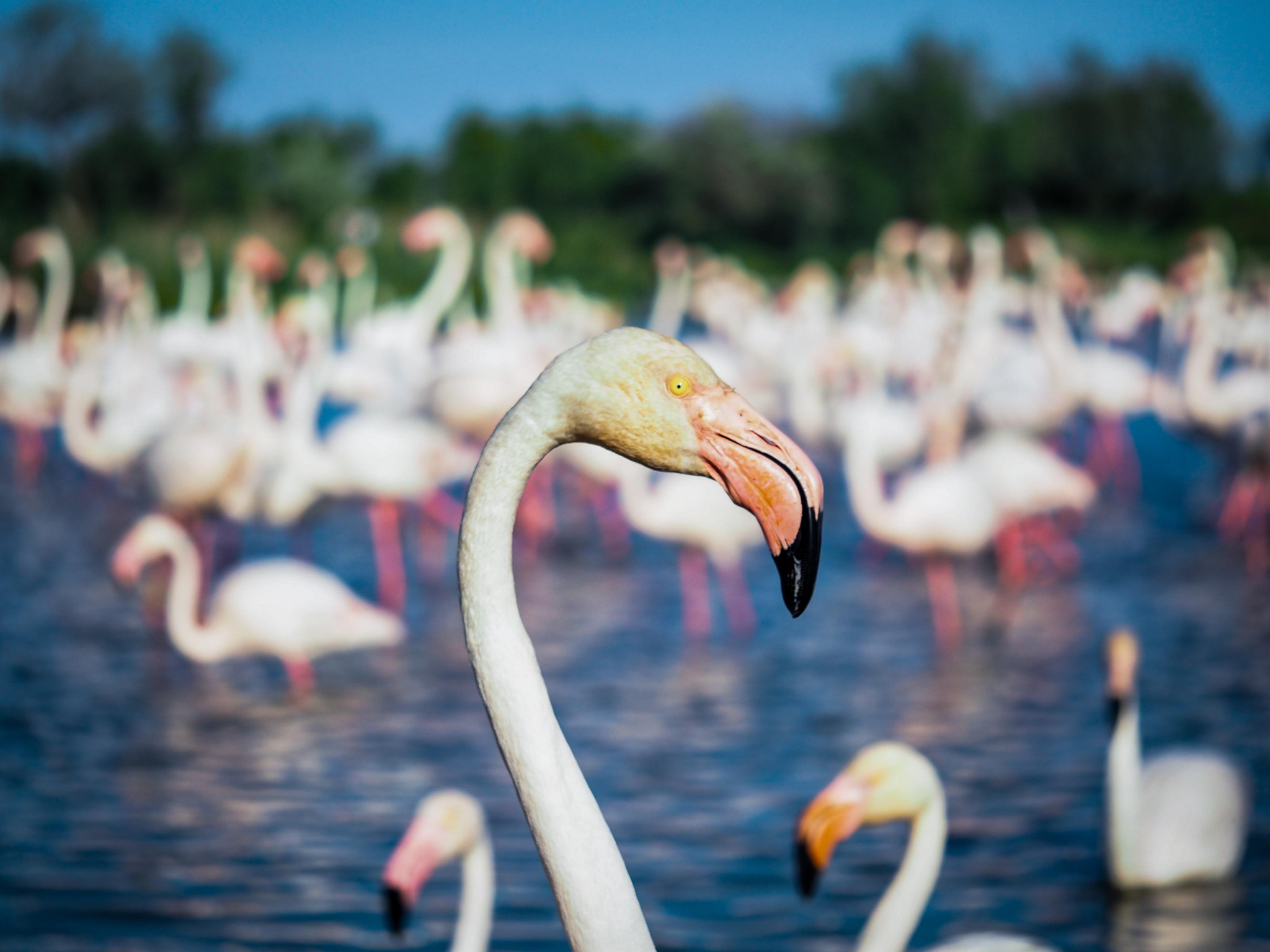 [Unesco] La Camargue officiellement sur les rangs