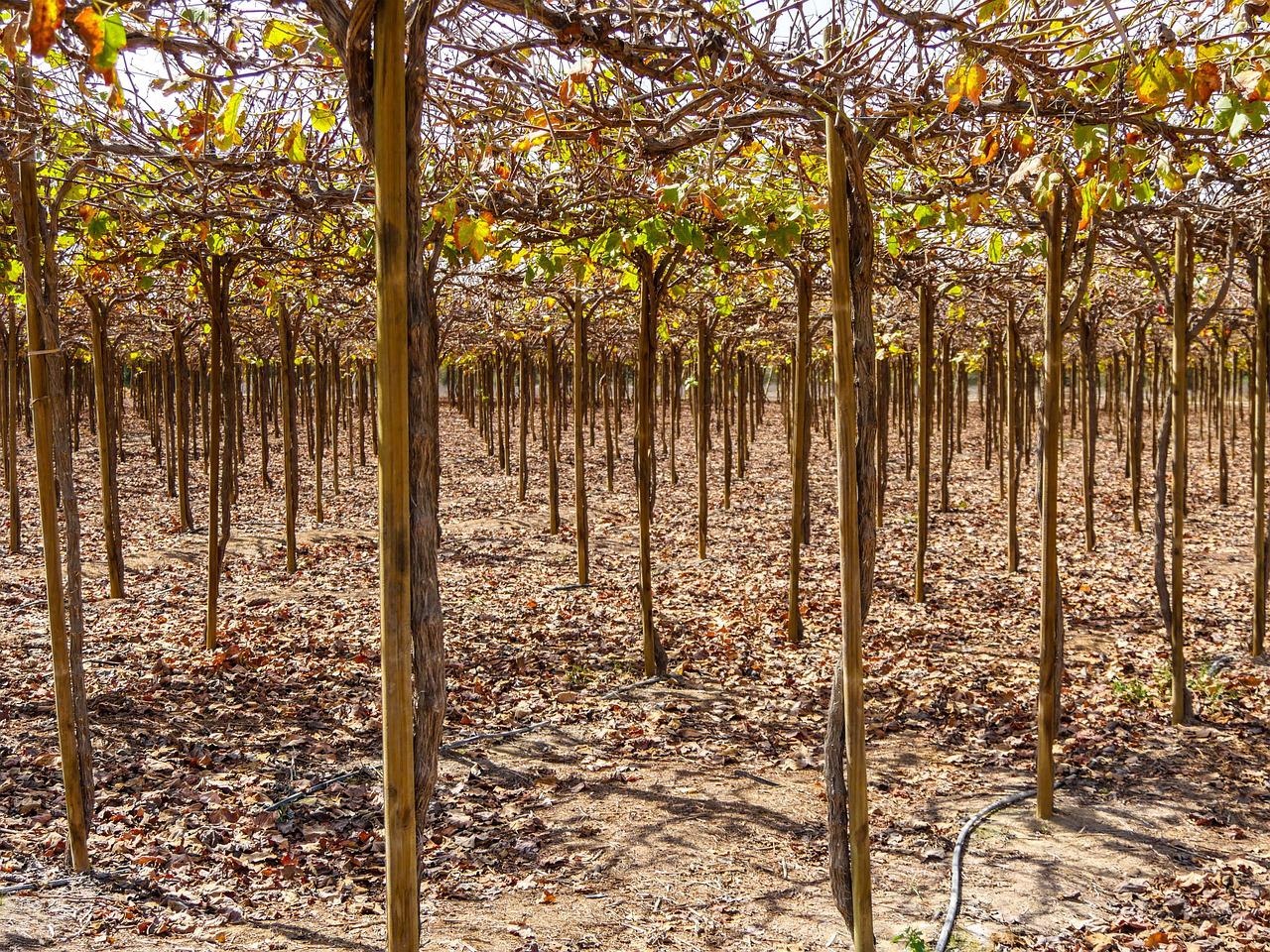L’irrigation des vignes fait toujours débat