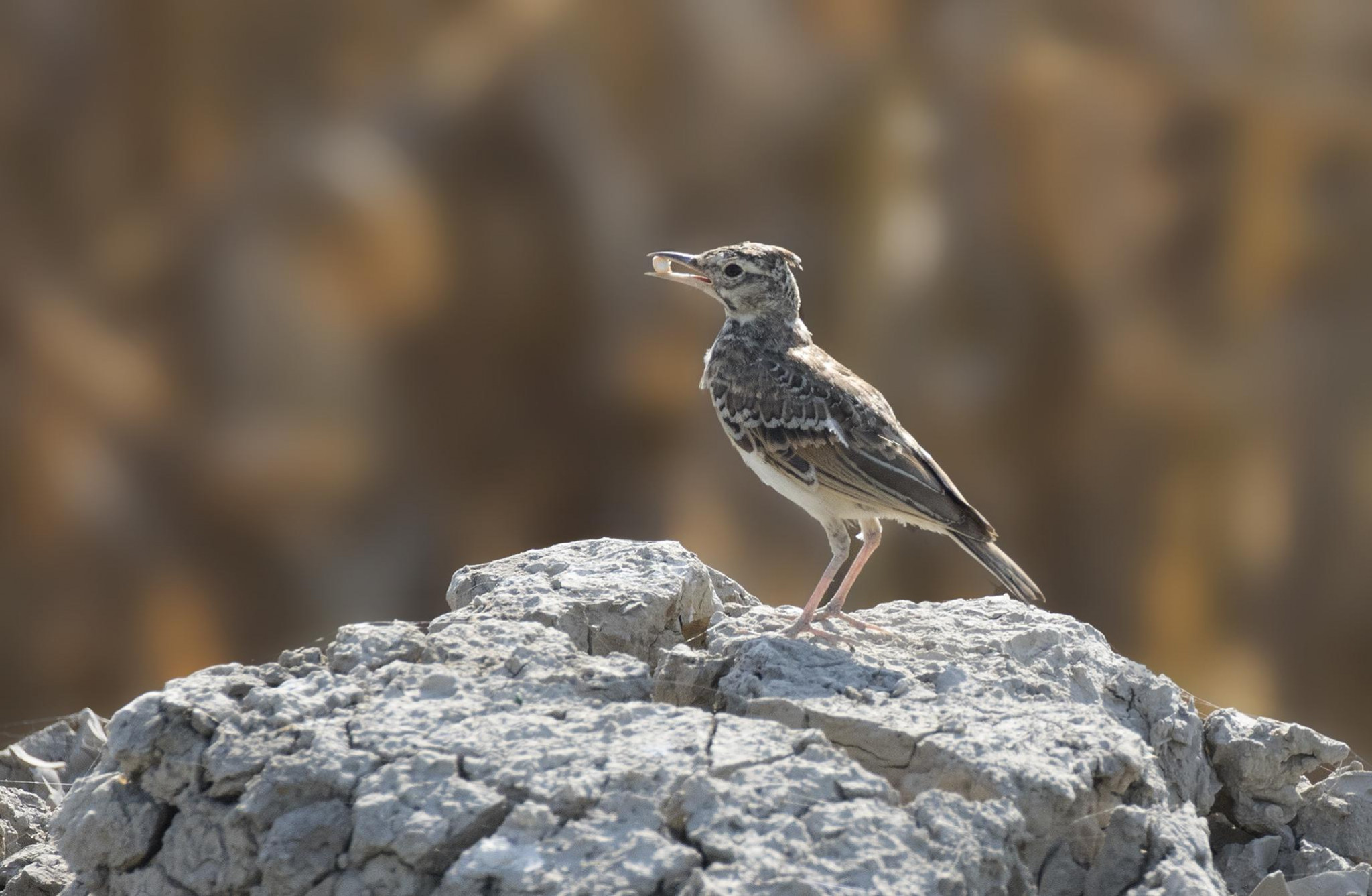 Contre la baisse de la biodiversité, les mesures actuelles ne suffiront pas