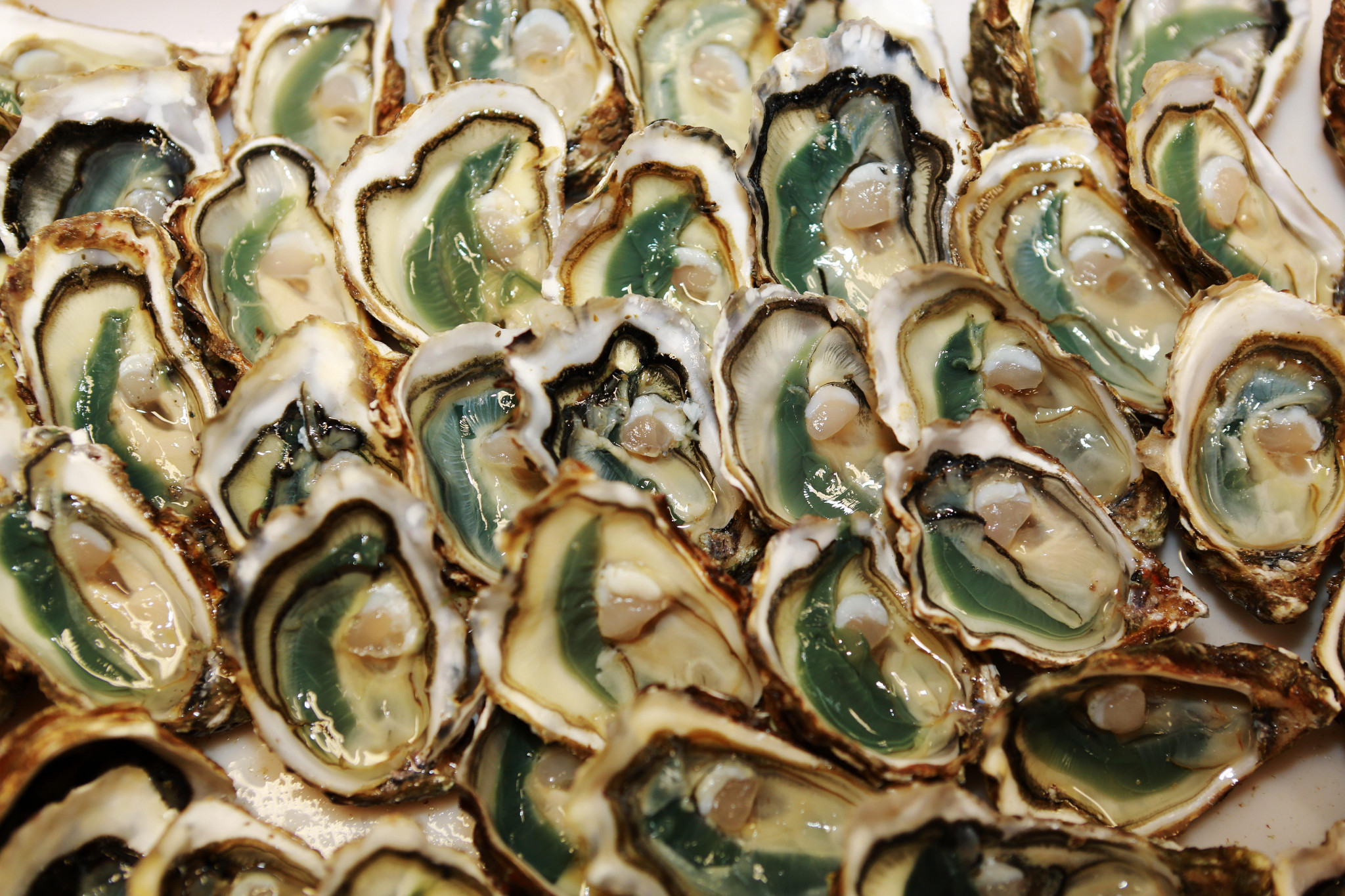 La mer chauffe, les coquillages étouffent