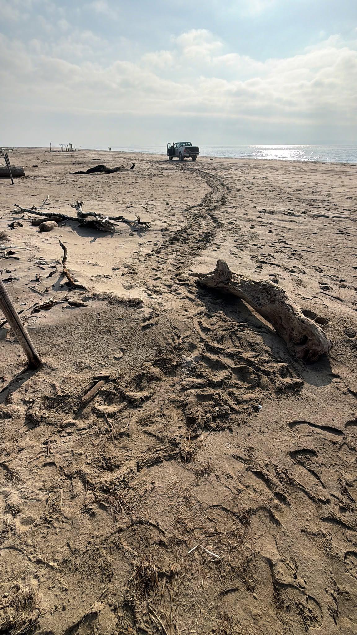 Une tortue Caouanne a pondu sur une plage de Port-Saint-Louis-du-Rhône