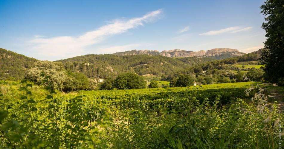 [C’est l’été] Balade autonome au Domaine des Bernardins à Beaumes-de-Venise dans le Vaucluse