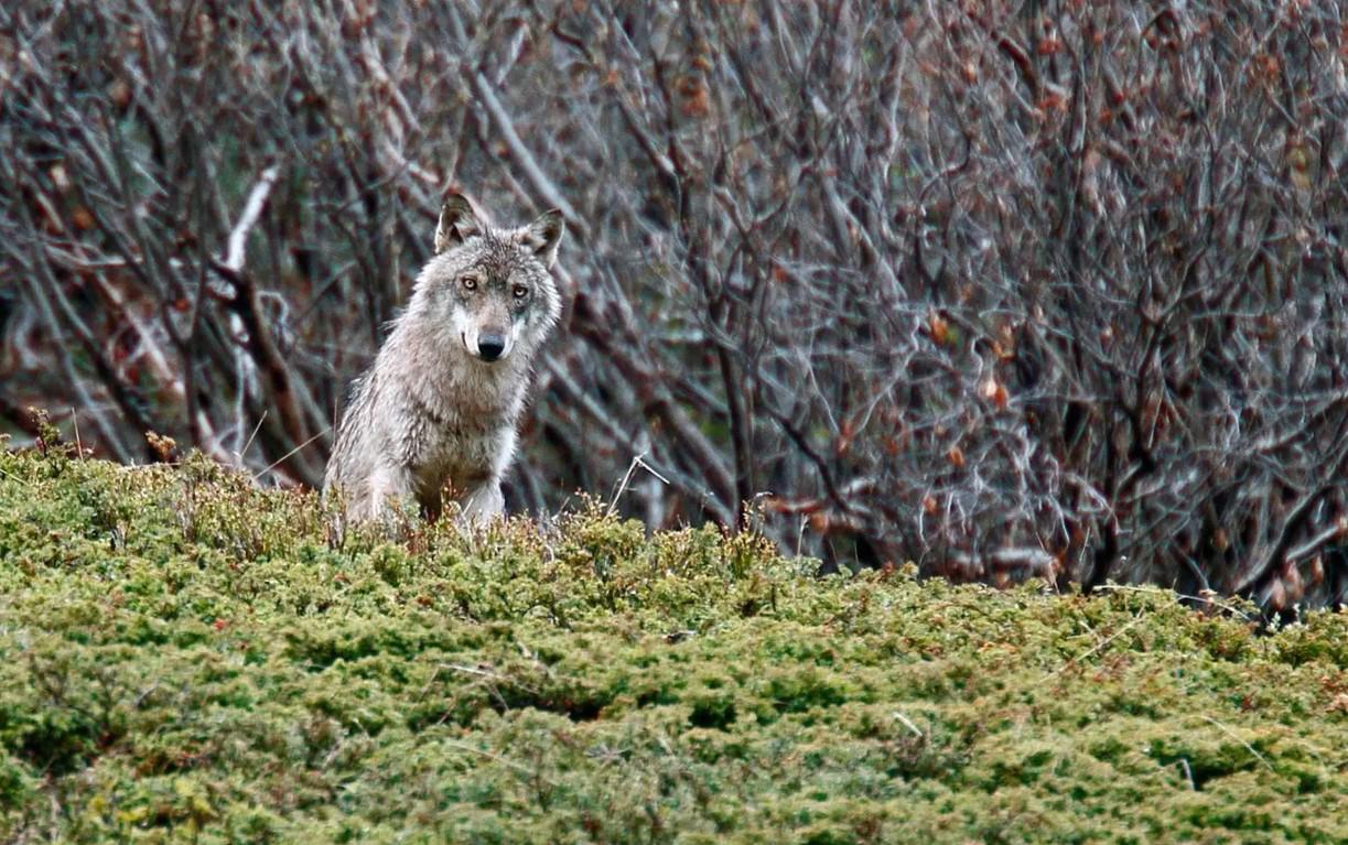 Le Parc national des Écrins, entre loups et bergers