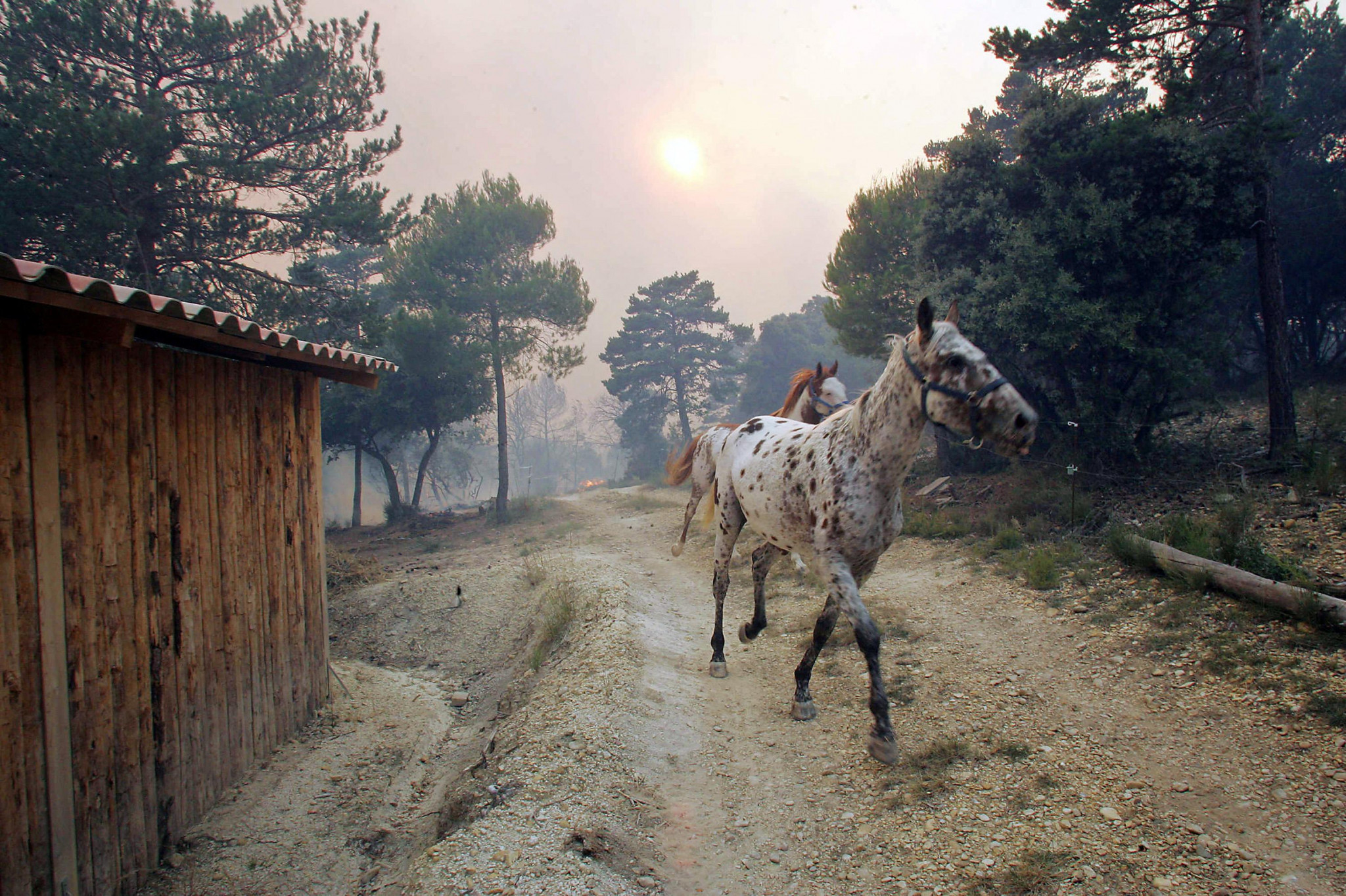Un dispositif dans les Bouches-du-Rhône pour évacuer les chevaux en cas d’incendie
