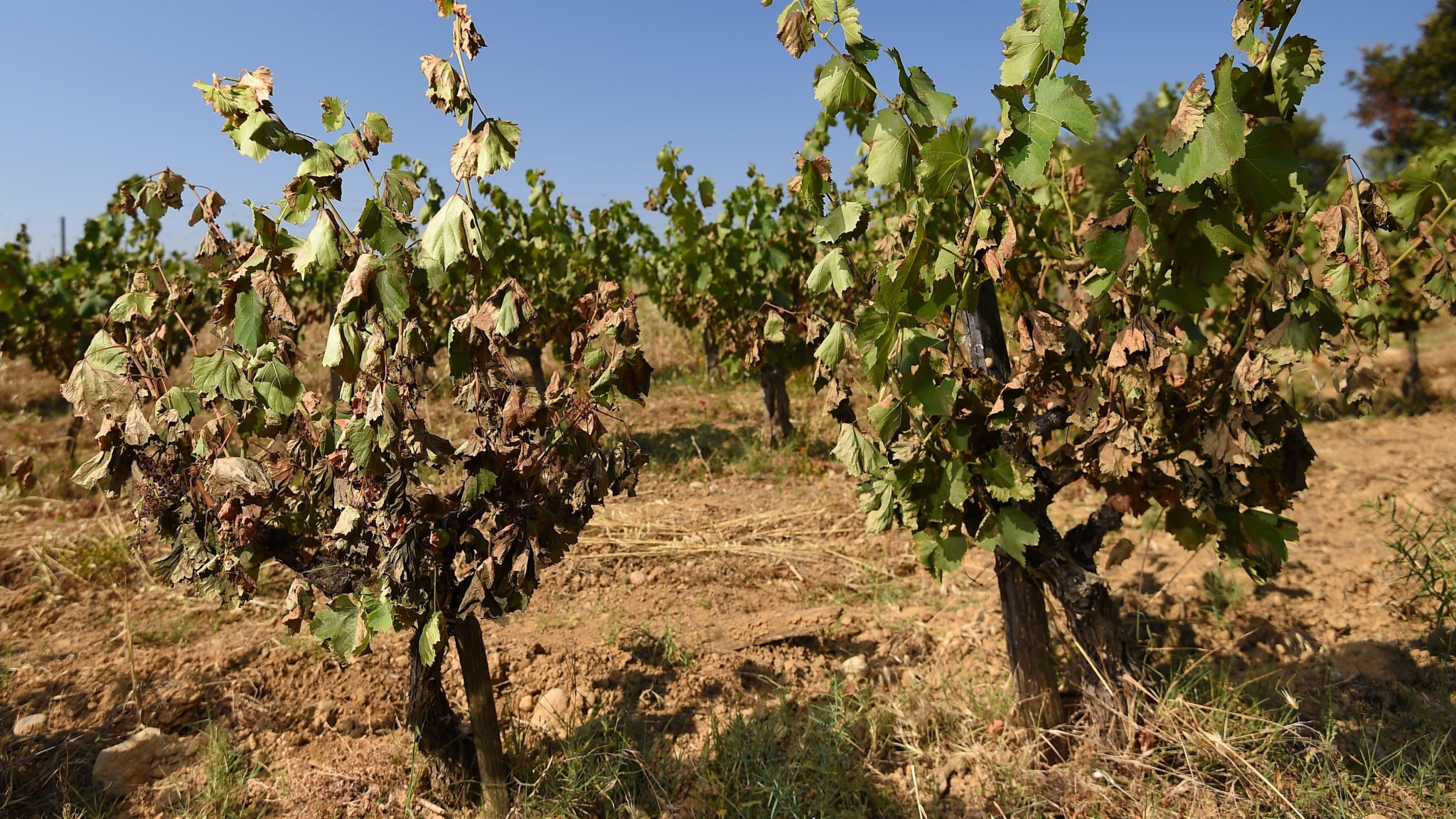 L’agriculture occitane face aux sécheresses