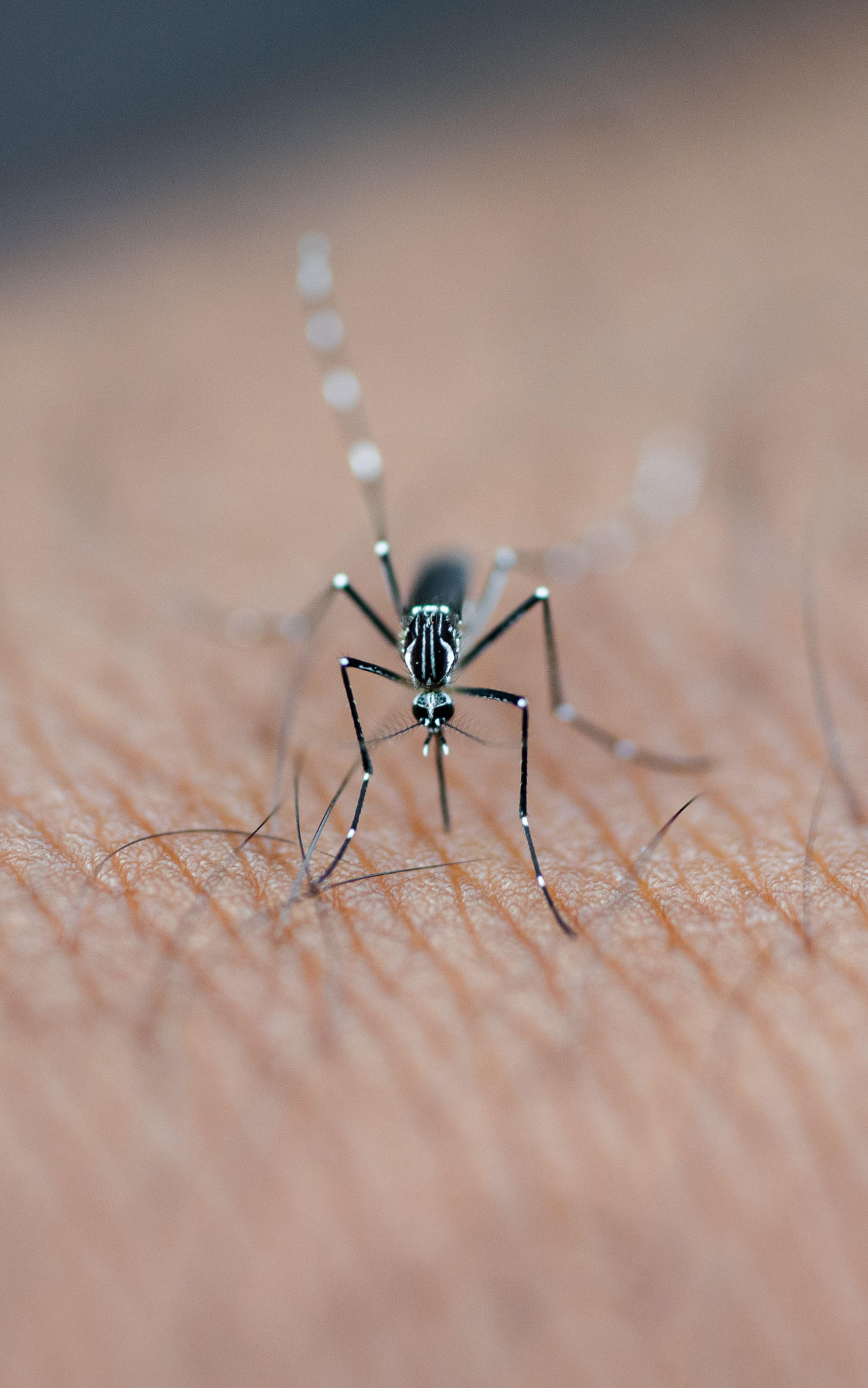 Des cas de dengue autochtone recensés cet été