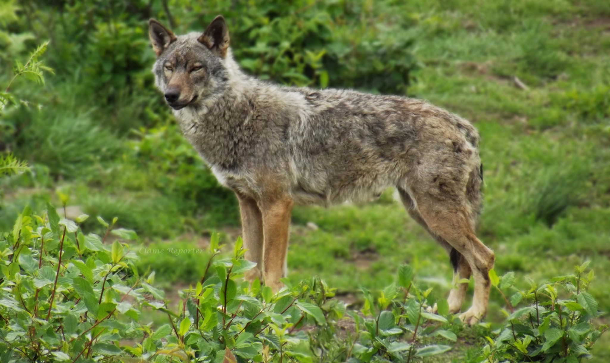 Loups abattus dans les Hautes-Alpes, One voice participera au procès