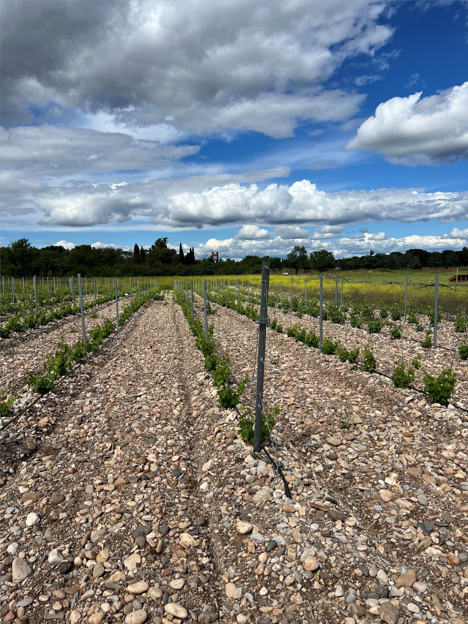 [Occitanie] Le domaine des Trois Fontaines : un labo à ciel ouvert pour tester des cépages résistants