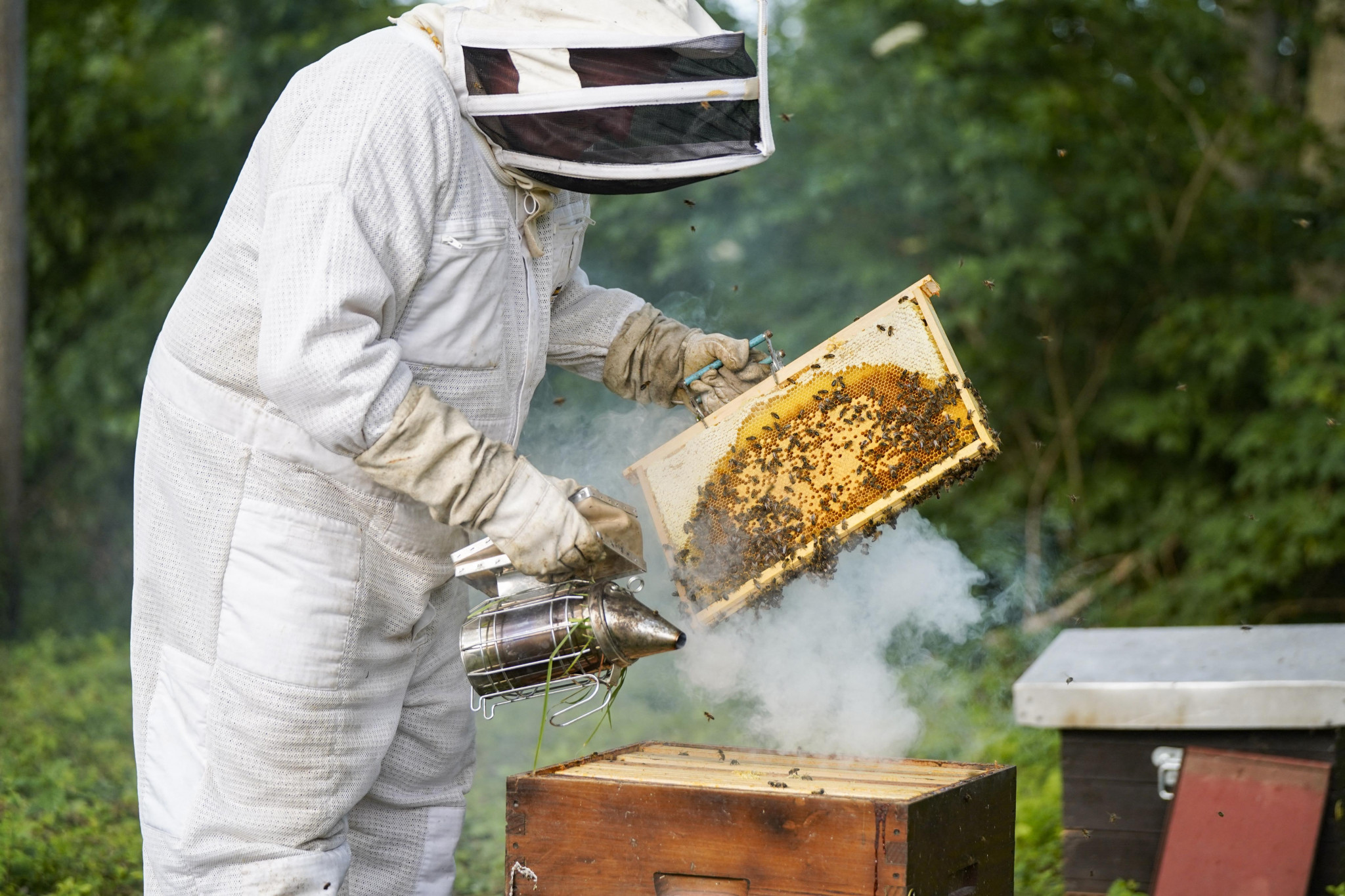 Les abeilles éprouvées, la production menacée