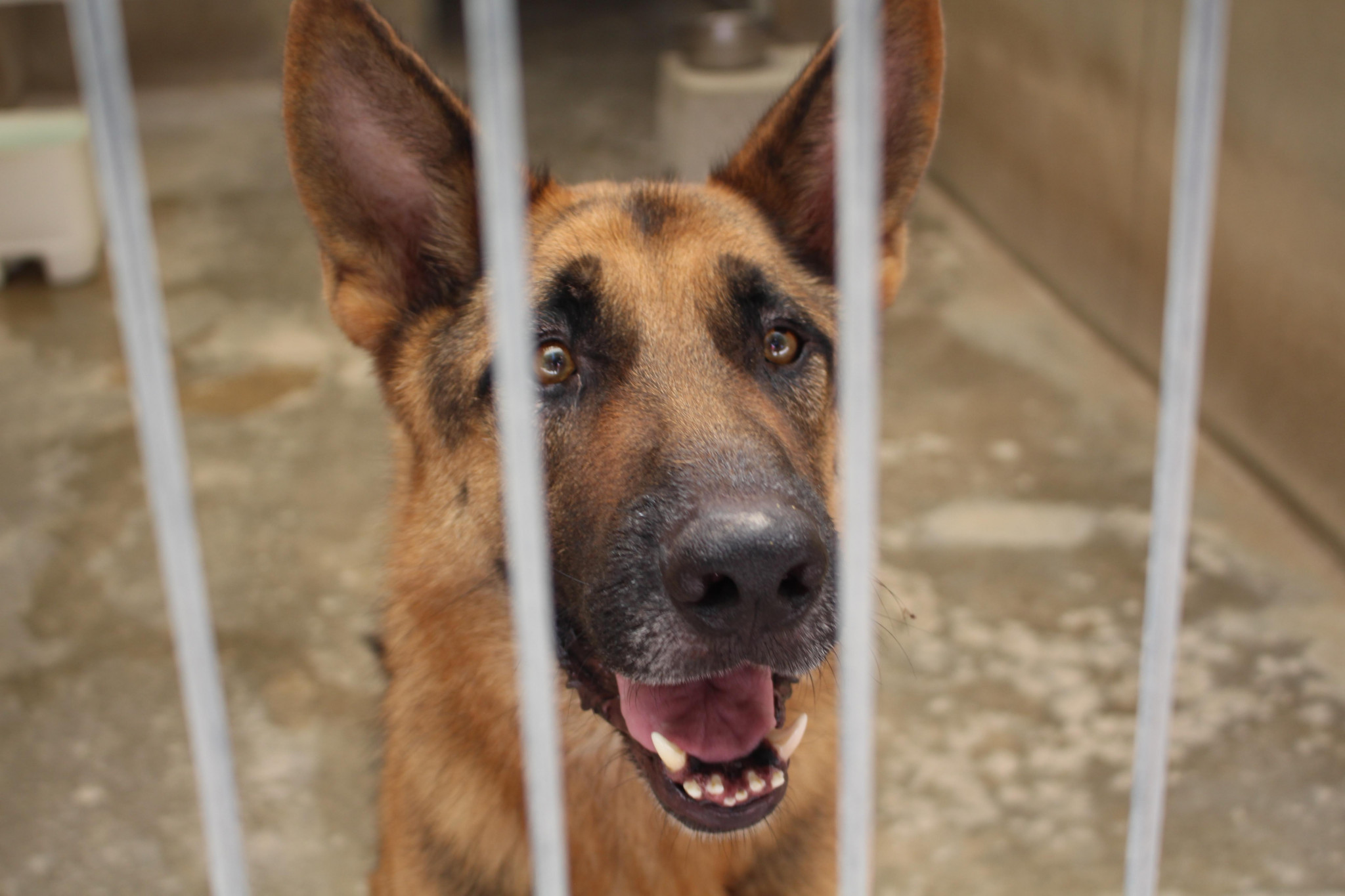 Contre les abandons d’animaux, le meilleur allié est la réflexion