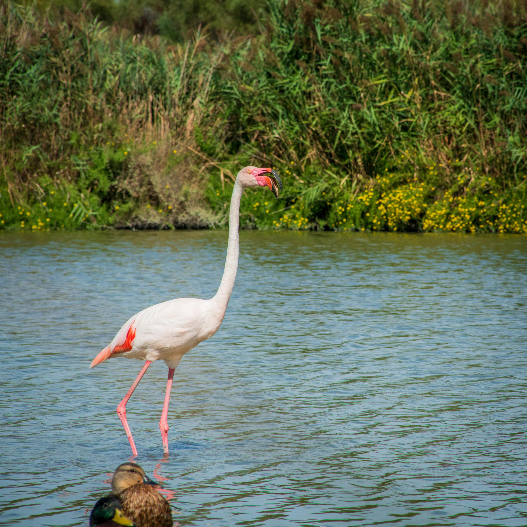 La Camargue perd son label de parc régional