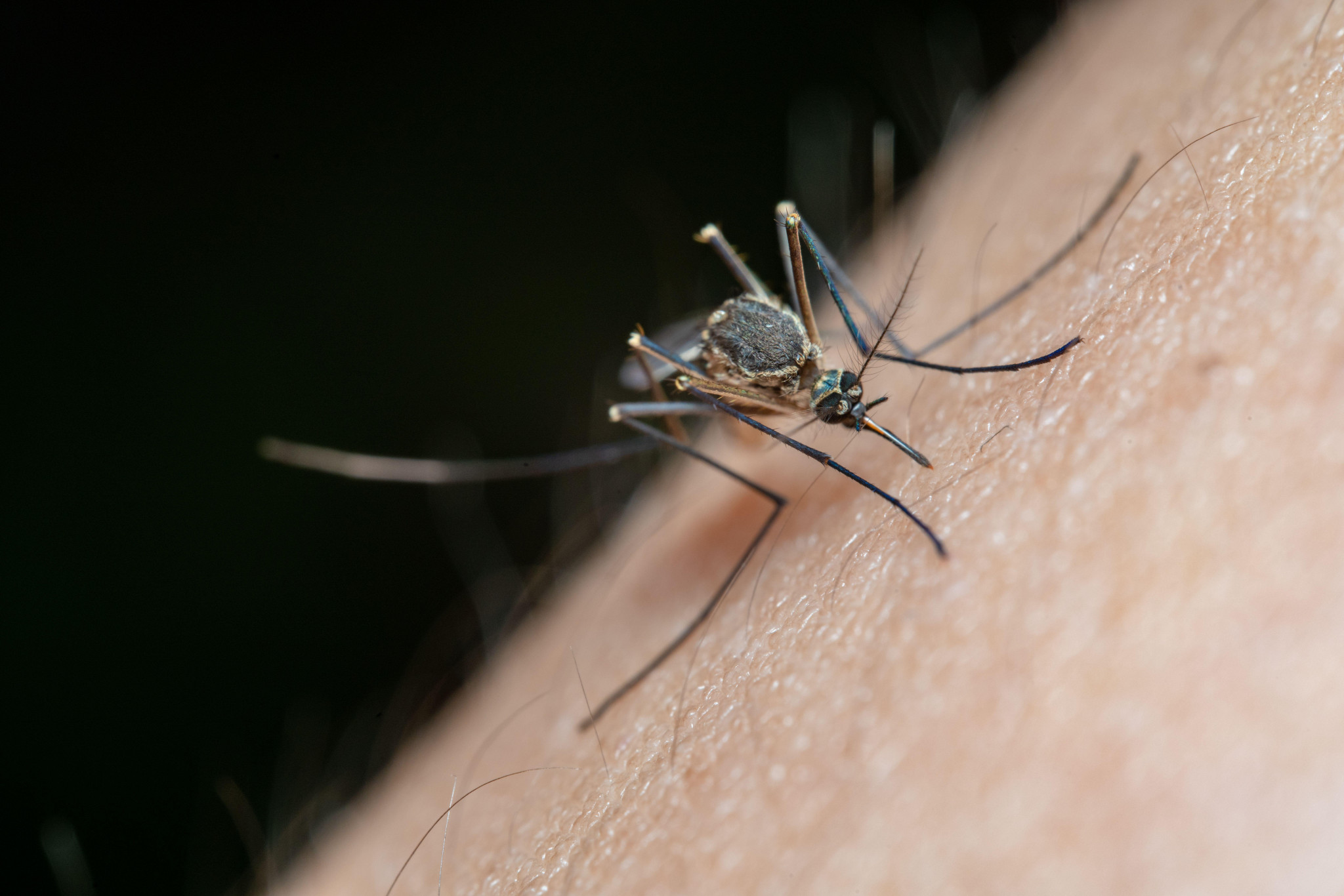 Premier cas autochtone de dengue confirmé dans les Bouches-les-Bouches