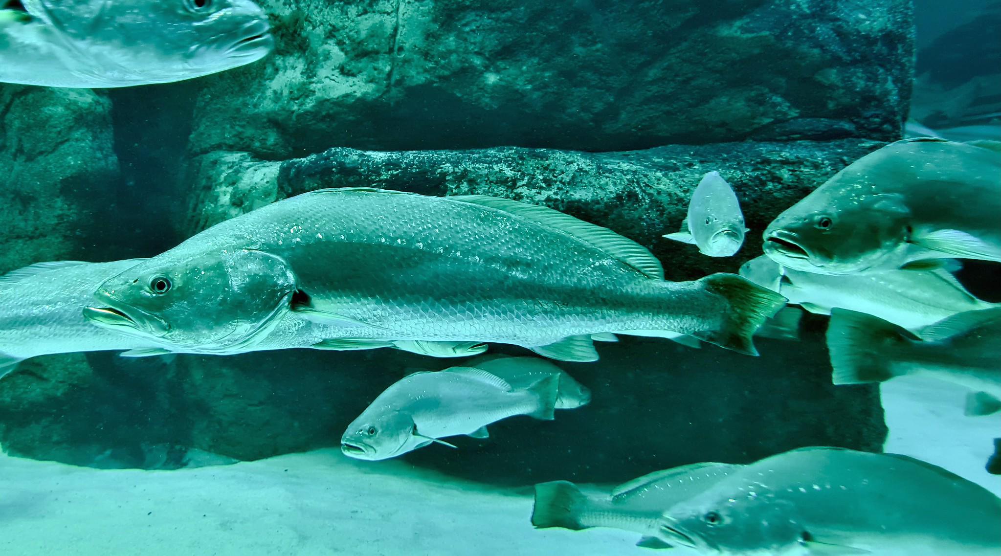 [Ecologie] Comment attirer l’attention sur un poisson menacé mais pas très beau ?