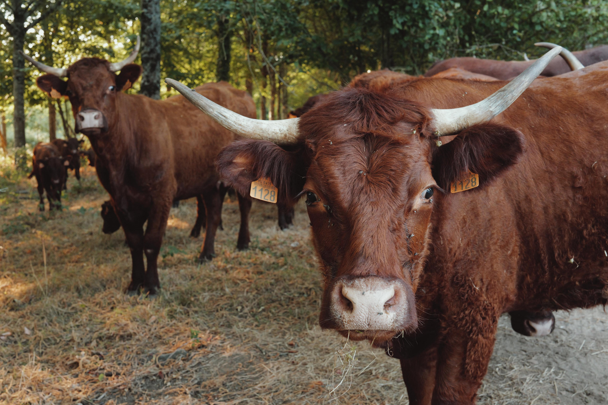 L’Europe prise à son propre piège sur la viande du Brésil