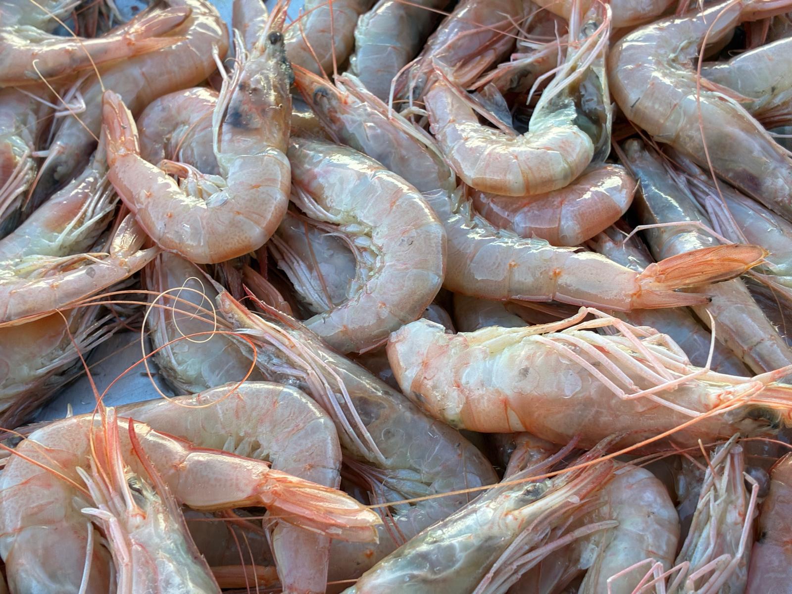 [La recette du Vieux-Port] Crevettes roses à la croque