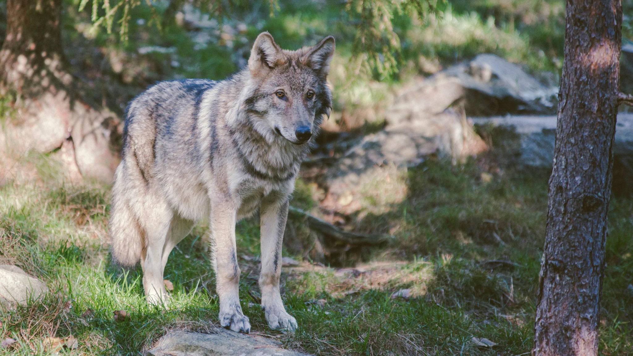 Prédation du loup&nbsp;: les syndicats agricoles veulent de « vraies réponses »