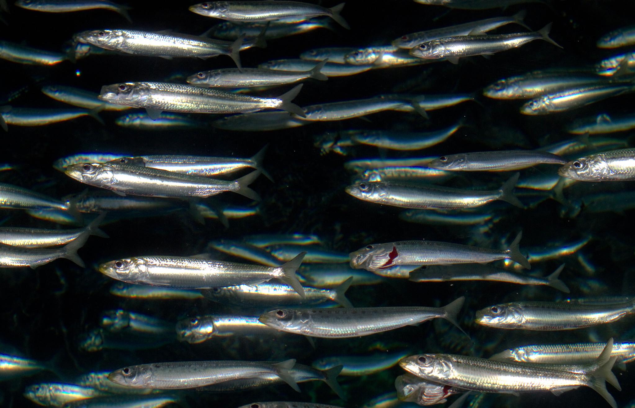[Week-end] Ce signal qui précède souvent l’effondrement d’un stock de pêche
