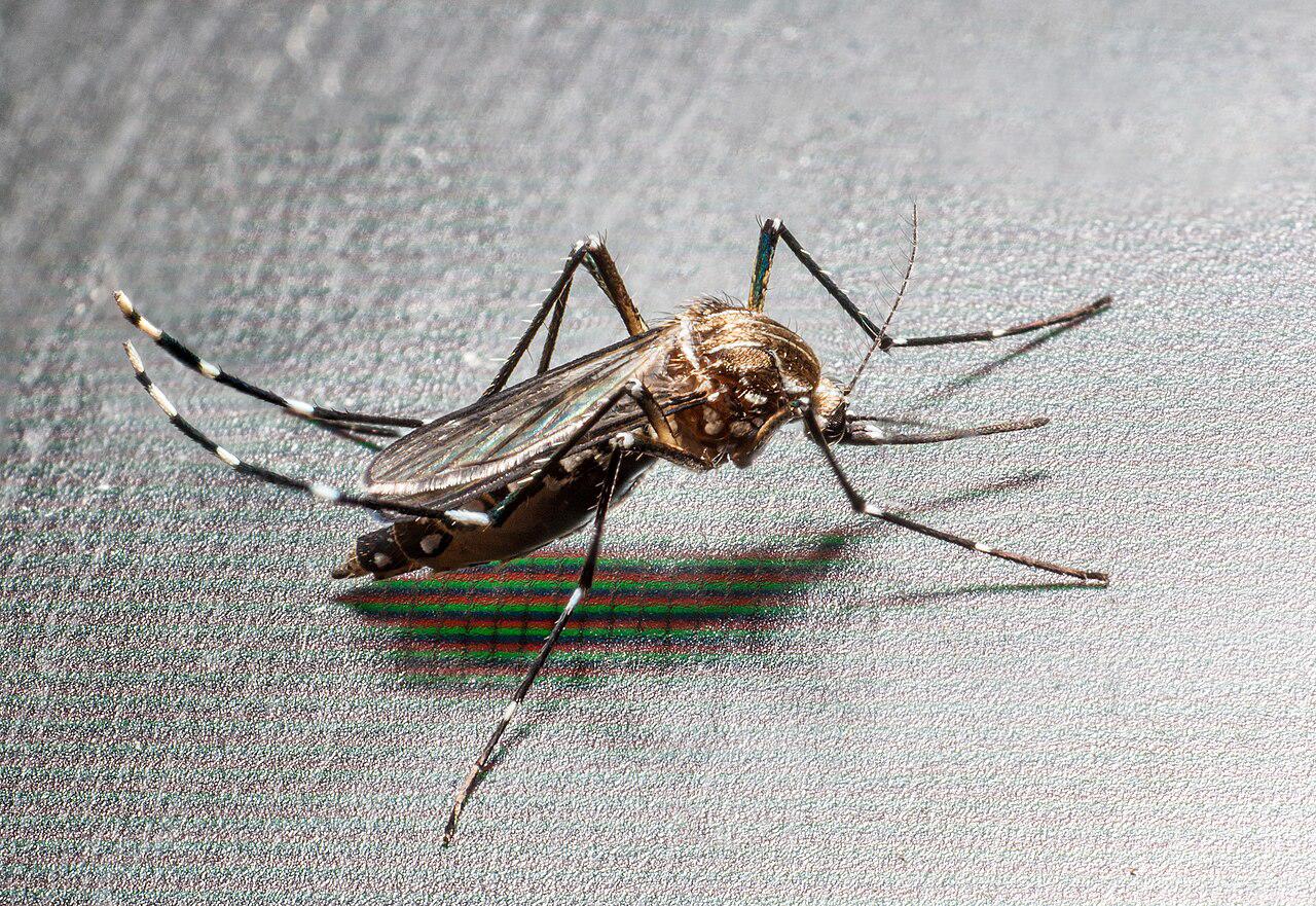 Quel avenir pour le moustique tigre et la dengue en France ?